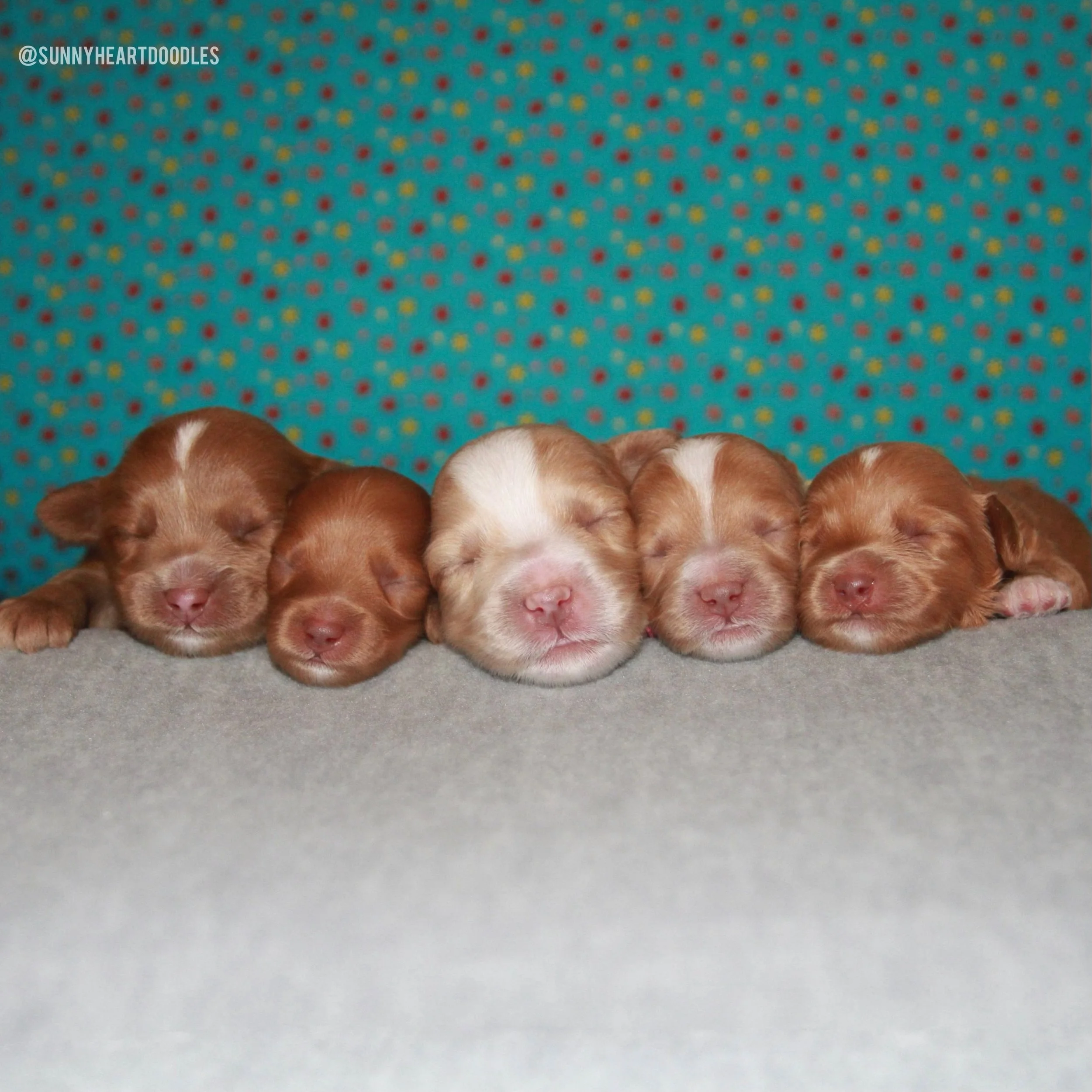 The pretty petals in our 🪻💚 #SHDFloweredinLove litter are 1 week old and they are blossoming! 🌺 Lilac, Rose, Oleander, Lotus and Poppy (📸 left to right) are gaining weight, doing great with their ENS exercises, and bonding wonderfully with their 