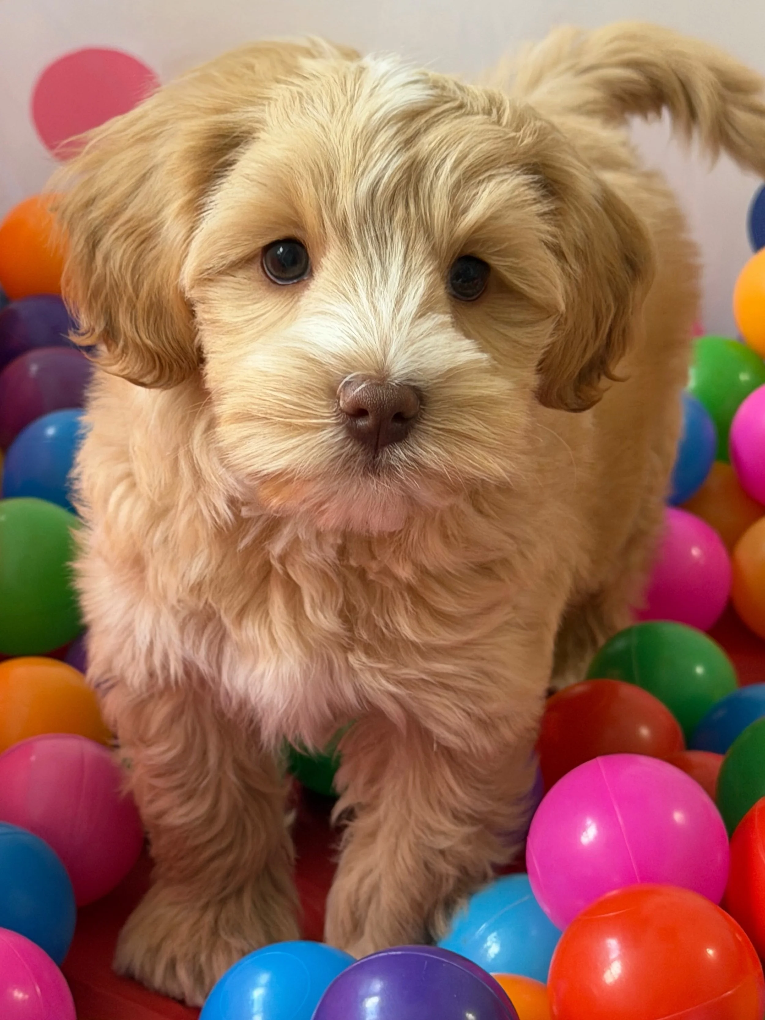 📌 Looking for a forever friend? Grizzly could be THE ONE! 📌

This sweet and soulful boy from our 🐻❤️ #SHDUnBEARablyCute litter of mini Australian Labradoodles is AVAILABLE! 

💉 UTD on shots and microchipped
💙 available now
⚖️ ~ 15-20 lbs when gr