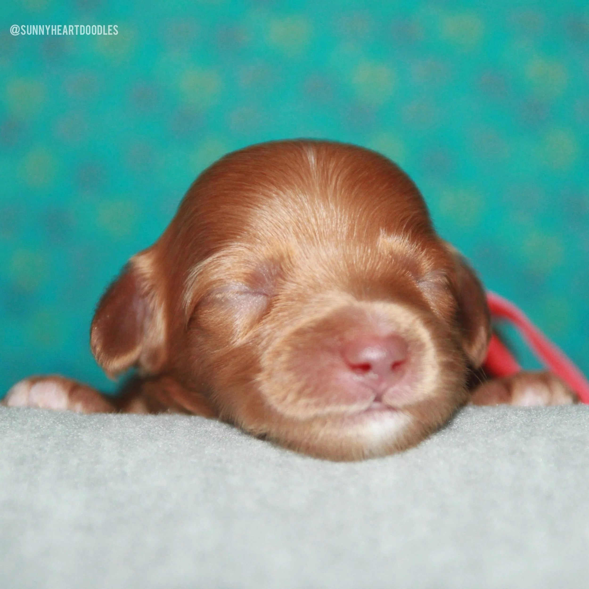 1 week old and our 🪻💚 #SHDFloweredinLove babies are already stealing hearts! These precious little puppies are growing stronger every day, with tiny wiggles, sleepy snuggles, and the sweetest little puppy squeaks. Their eyes are still closed, their