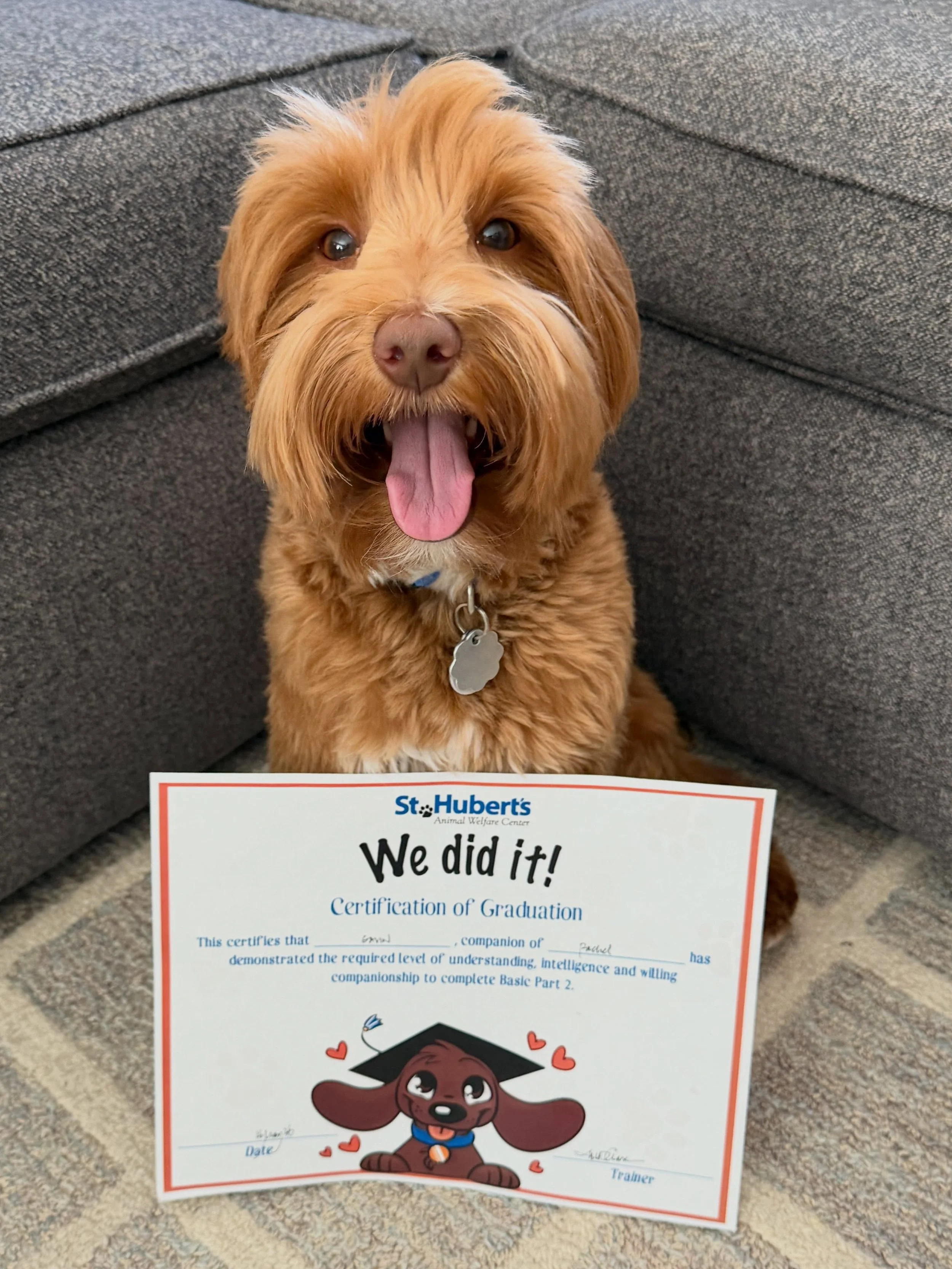 Gavin is having a busy few days!!! He graduated from Basic Obedience Part 2 yesterday AND he&rsquo;s been honeymooning with Navy! Busy boy! ☀️❤️ #sunnyheartdoodles #shdgavinpierce