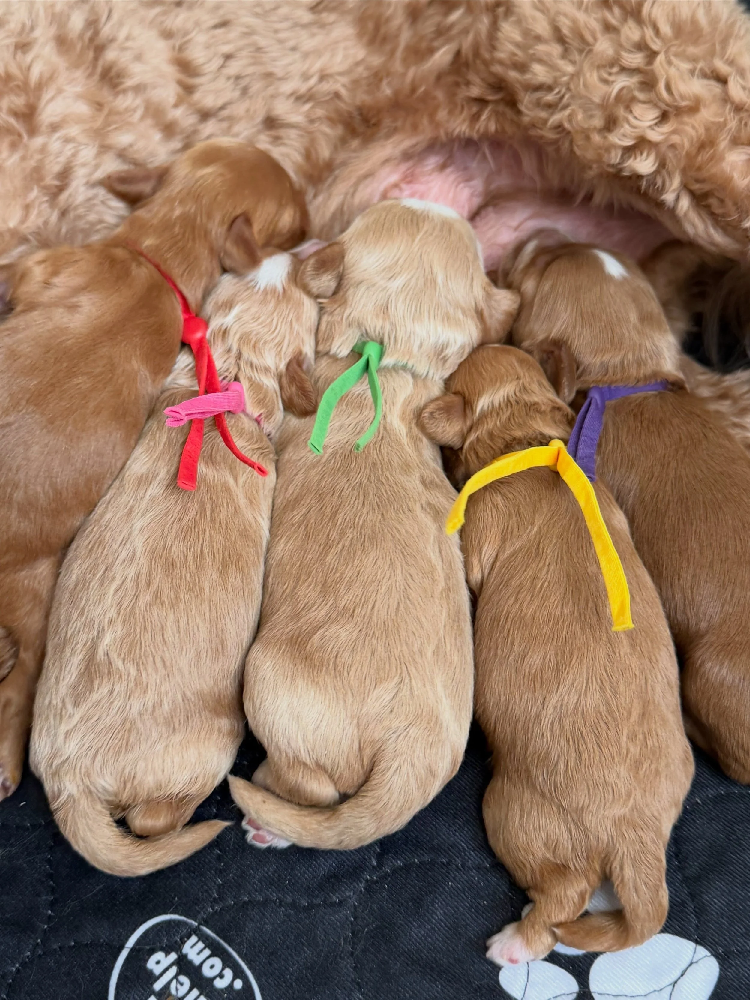 My sweet precious petals 🌸 are blossoming! Once little seeds, these babies are now sprouting buds. Our 🪻💚 #SHDFloweredinLove puppies are consistently gaining weight and getting stronger. They&rsquo;re not toddling yet but I can tell that they&rsqu