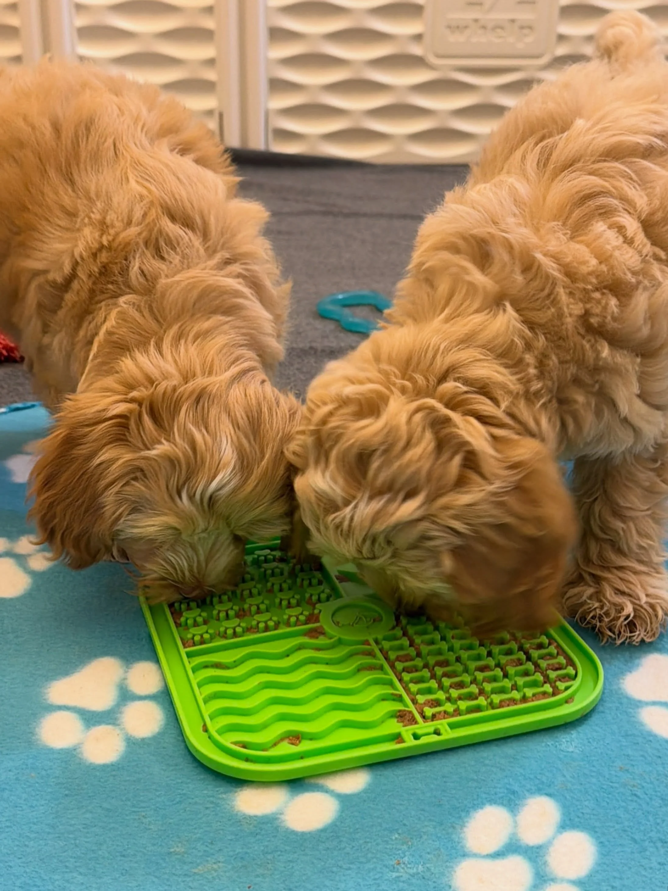 New Jersey is in a heatwave with temps in the 90s. 🥵 It&rsquo;s too hot and unsafe for dogs to be exerting physical energy outdoors so we&rsquo;re increasing our enrichment indoors! Lick mats, snuffle mats and a whole variety of work-to-eat toys are