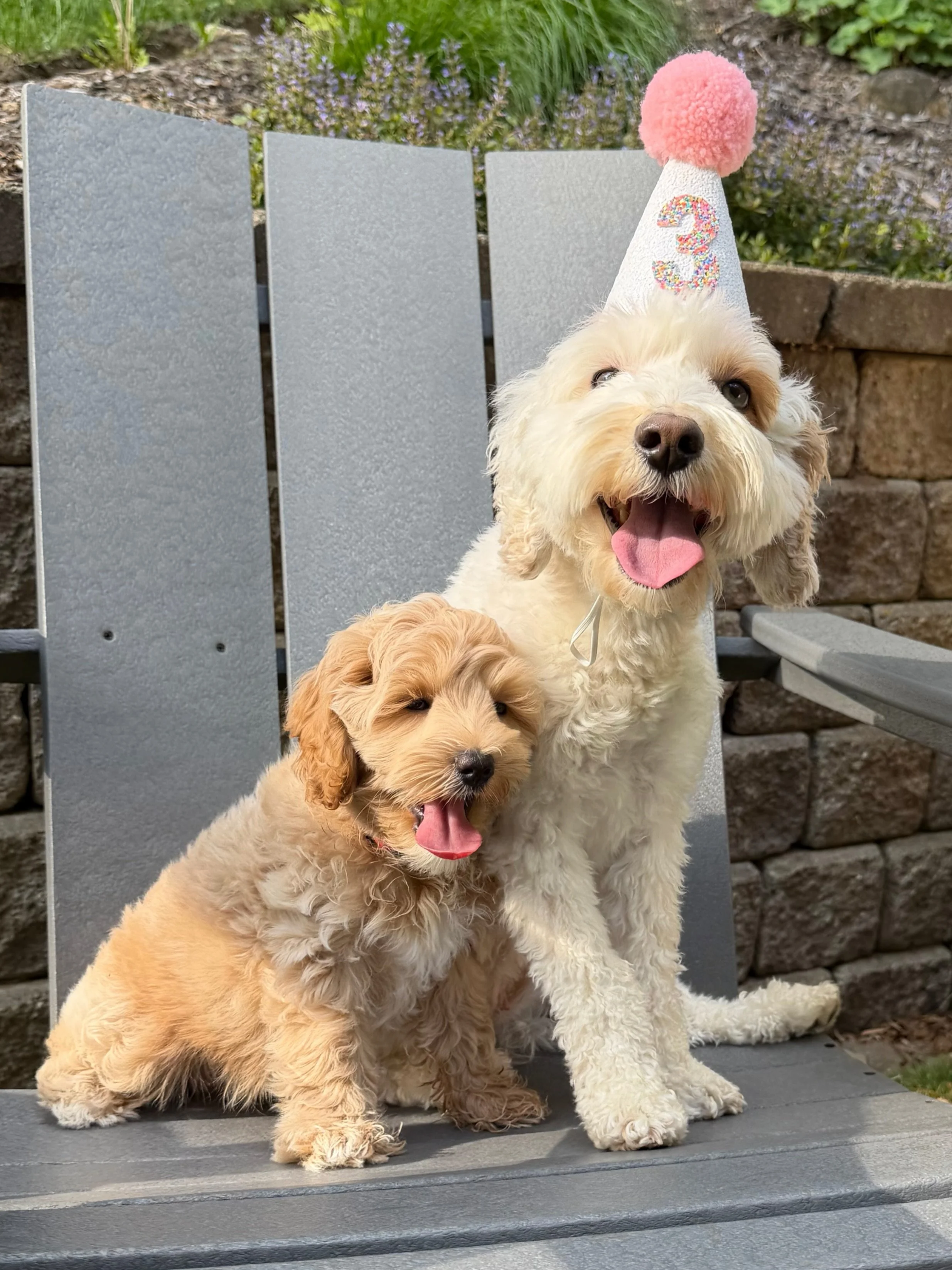 Happy birthday to our very own mama Rellie!!! 🥳🥳 Rellie&rsquo;s sweet 4 year old sister has been planning a birthday party for Rell Bell for over a month! 🎈🎉 Polar (now Scooby) from Rellie&rsquo;s most recent litter, Un-BEAR-ably Cute, is staying