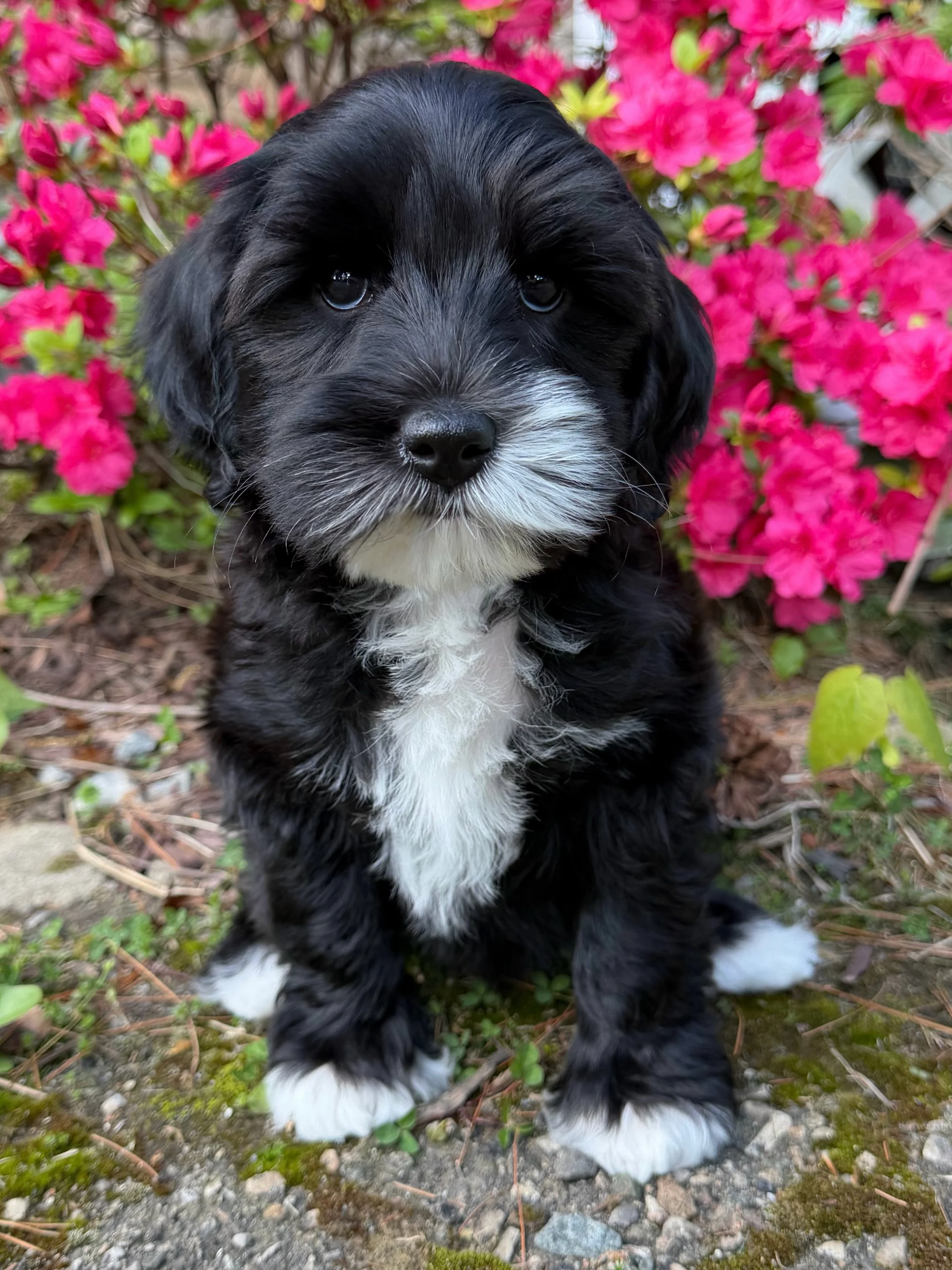 Besides stunning good looks, Bergen has the most wonderful temperament! Nobody can believe that he&rsquo;s just a puppy. His disposition is so steady and consistent. He doesn&rsquo;t get flustered by the world spinning around him. He&rsquo;s happiest