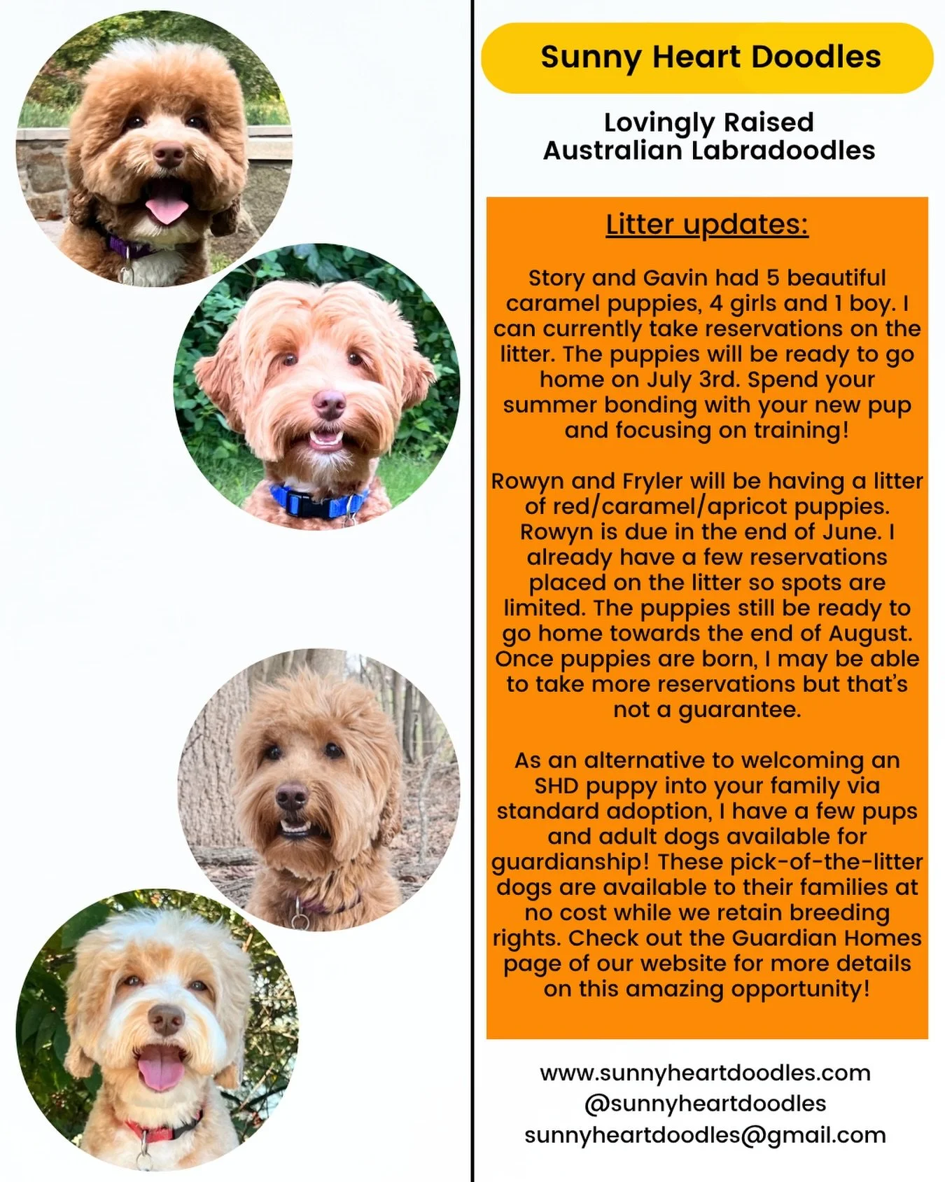 📰 It&rsquo;s time for an update about the current happenings at SHD! 📰 Get started on your puppy journey here: https://www.sunnyheartdoodles.com/get-started ☀️❤️ #sunnyheartdoodles