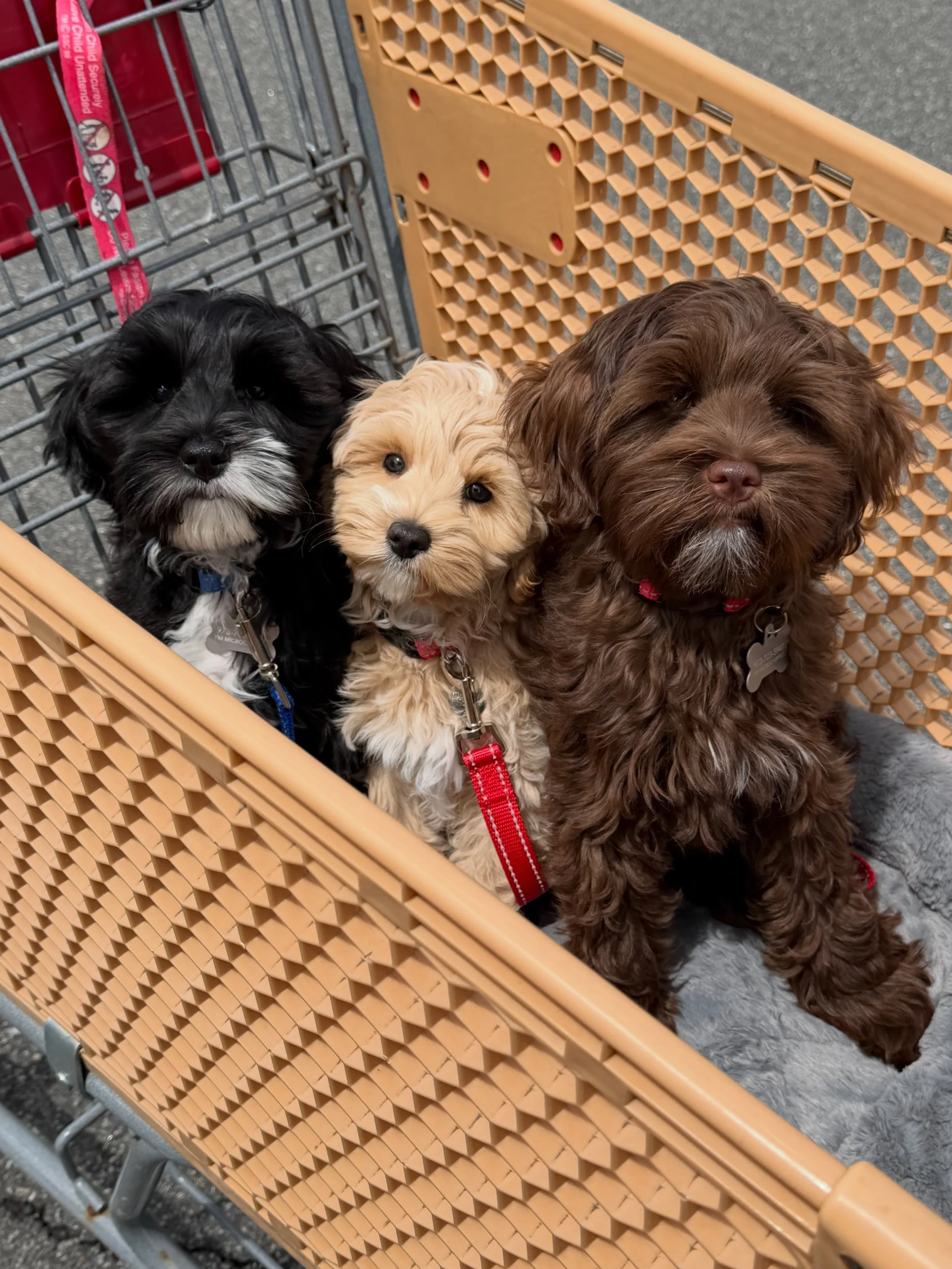There isn&rsquo;t really any way to put into words how sweet, kind and good these babies are so I&rsquo;ll let this photo speak for itself. Bergen 🖤 is currently 11.5 weeks, Scooby (formerly Polar) 💛 is 10 weeks and Campbell 🤎 is 16.5 weeks old. S