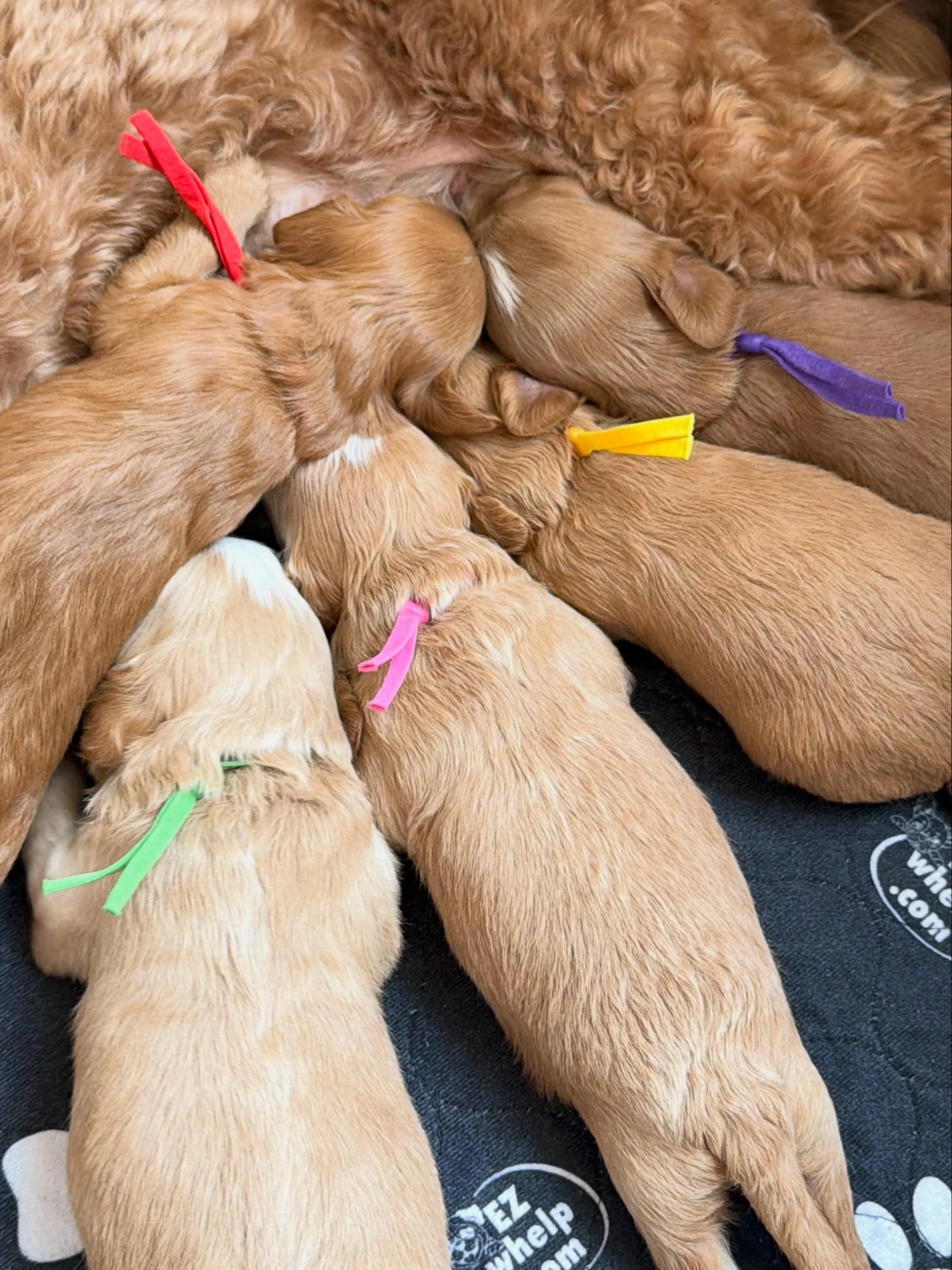 🌺 This litter will have the only summer Go Home Day until late August! 🌺 These precious 🪻💚 #SHDFloweredinLove puppies will be ready to go home July 3rd! Spend your summer enjoying fun in the sun ☀️ with a new furry bff. Visit the litter page and 