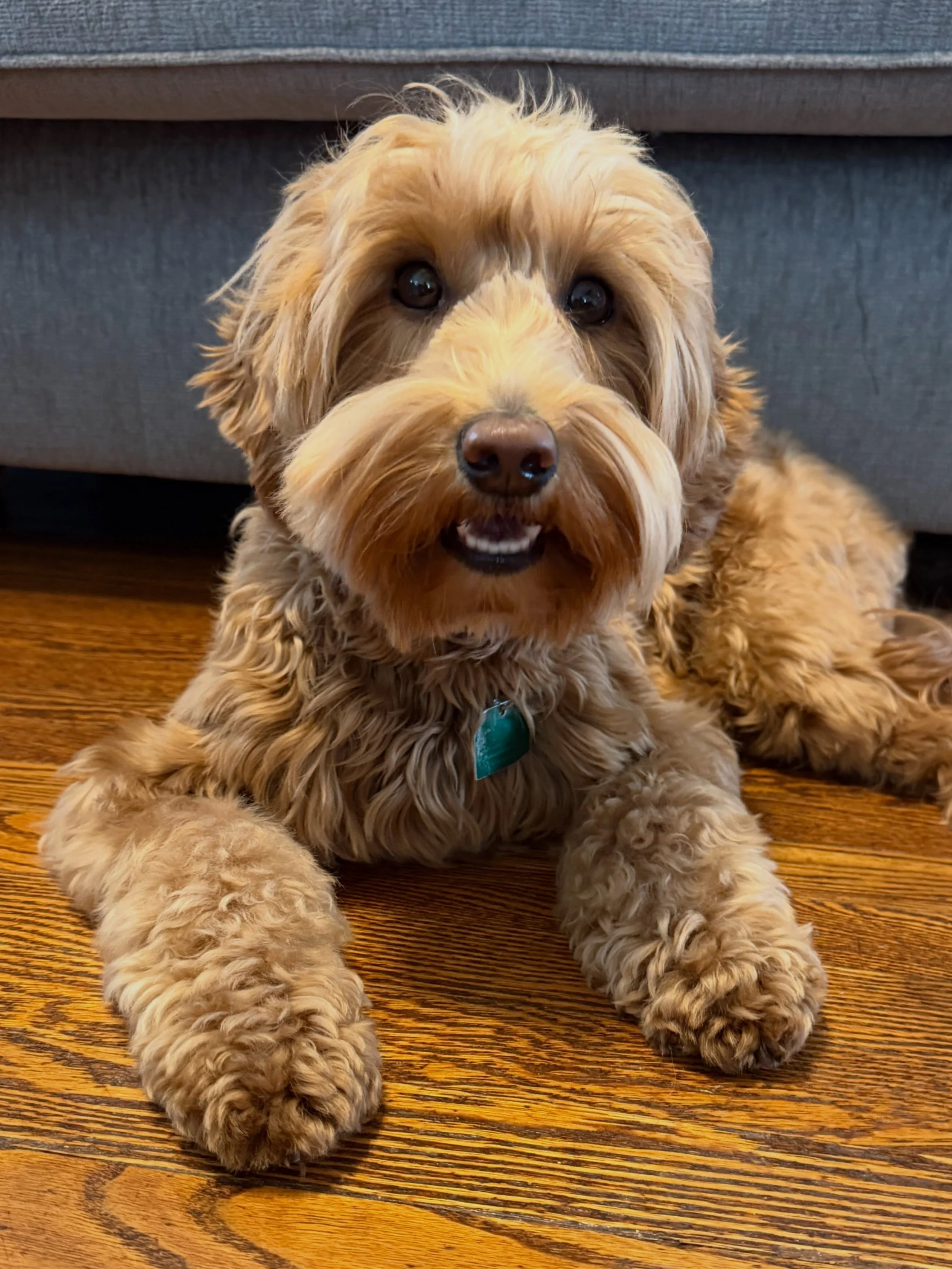 📌 PREGNANCY CONFIRMATION ANNOUNCEMENT! 📌 Sweet Rowyn is confirmed preggy! 🤰 She came over today for some photos, some cuddles and an ultrasound. While I don&rsquo;t get a clear count of the number of puppies via ultrasound, I believe I can take on