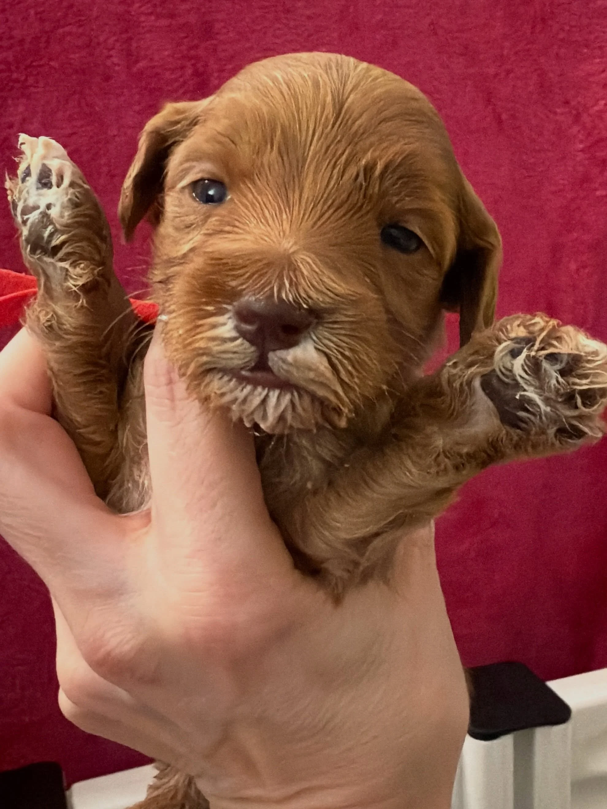 I adore these precious little faces!&hellip;even when they&rsquo;re covered in puppy gruel! 😋 A messy face is a sign of a successful meal. 💯 {📸 order of appearance: Rose, Lotus, Oleander, Lilac, Poppy from our 🪻💚 #SHDFloweredinLove litter || 📌 