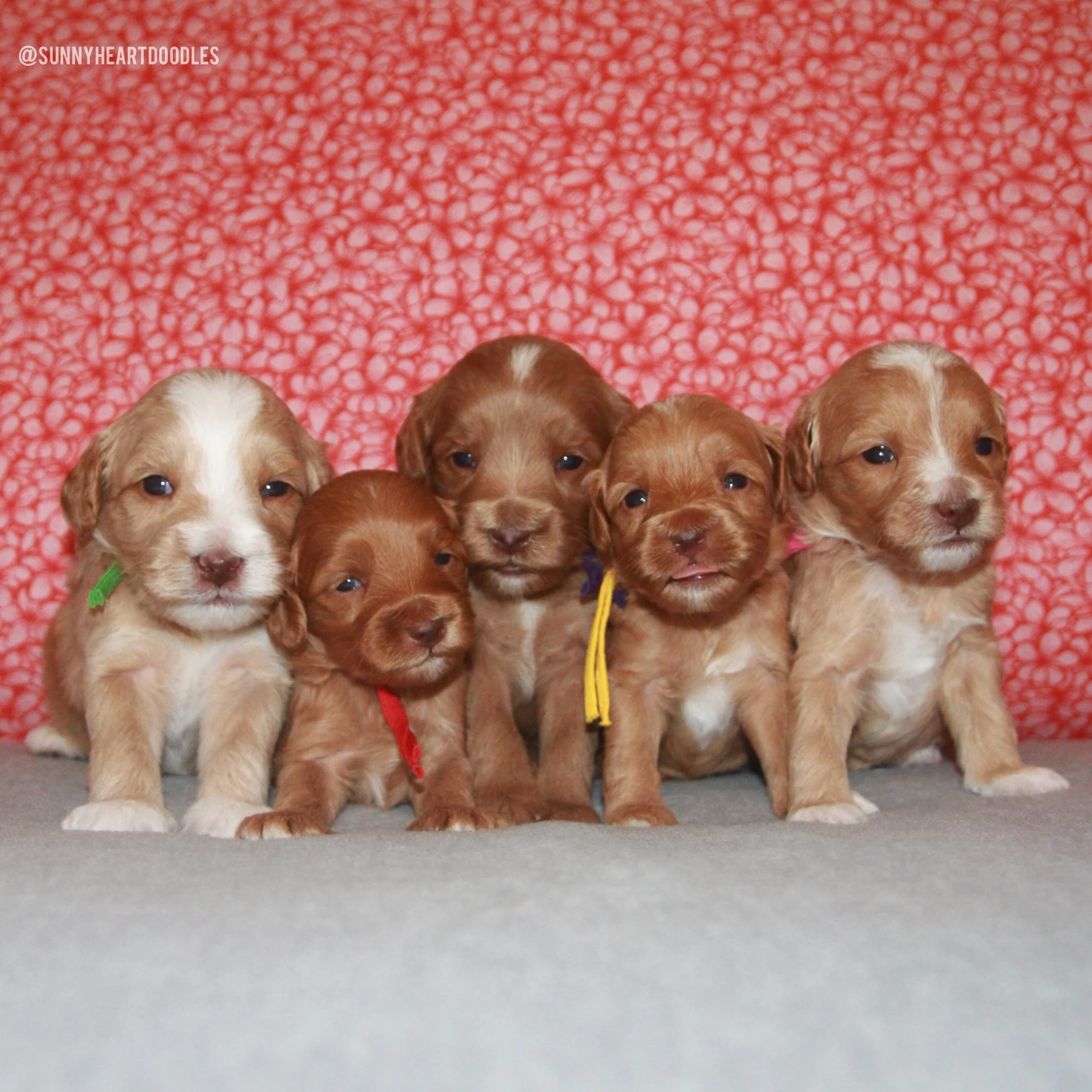 3 weeks old today and Story&rsquo;s 🪻💚 #SHDFloweredinLove puppies are so stinkin&rsquo; adorable! 🥰 They&rsquo;re beginning to love gentle hugs, are toddling around like pros and are doing a great job eating their non-mama meals. They&rsquo;re exp