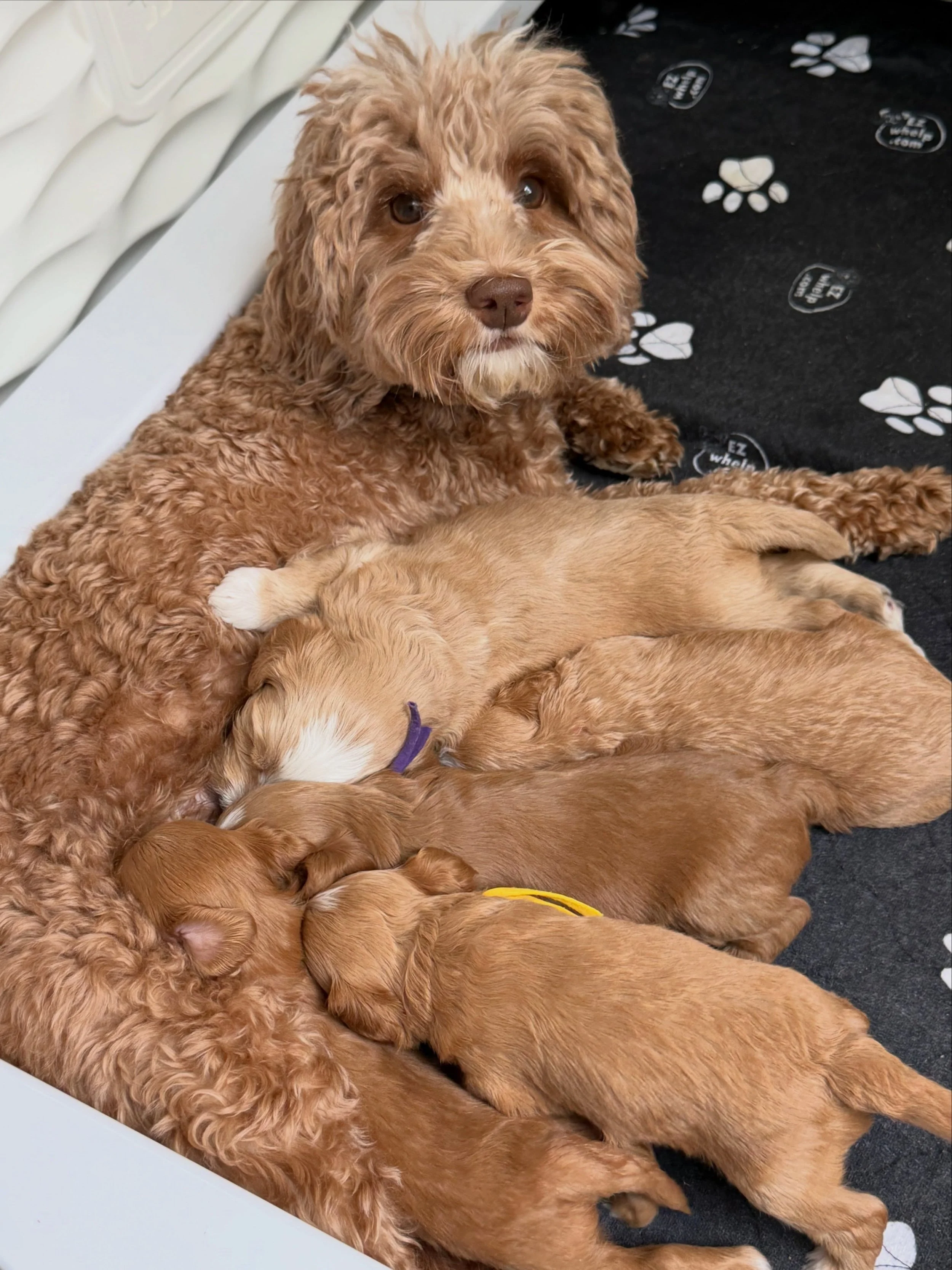 There&rsquo;s nothing like a Saturday morning brunch at mama&rsquo;s milkbar! 🍼 {reserve your spot for one of Story&rsquo;s 🪻💚 #SHDFloweredinLove puppies, ready to go home on 7/3, here: https://www.sunnyheartdoodles.com/current} ☀️❤️ #sunnyheartdo