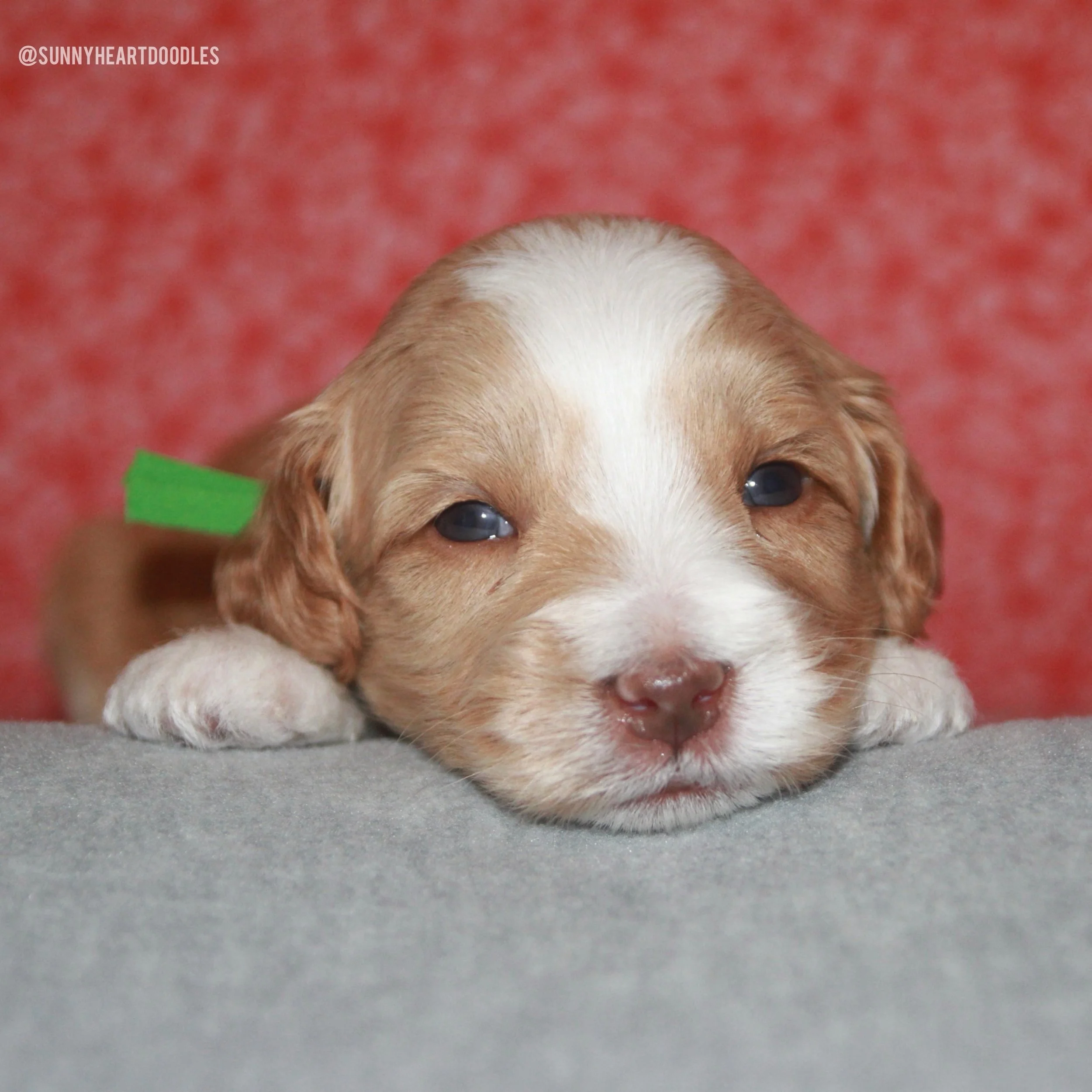 What precious puppies our 🪻💚 #SHDFloweredinLove babies are! They&rsquo;re 3 weeks old and actively seeking out human affection. They LOVE being cuddled. That isn&rsquo;t a surprise because they ARE Sunny Heart Doodles after all but it&rsquo;s alway