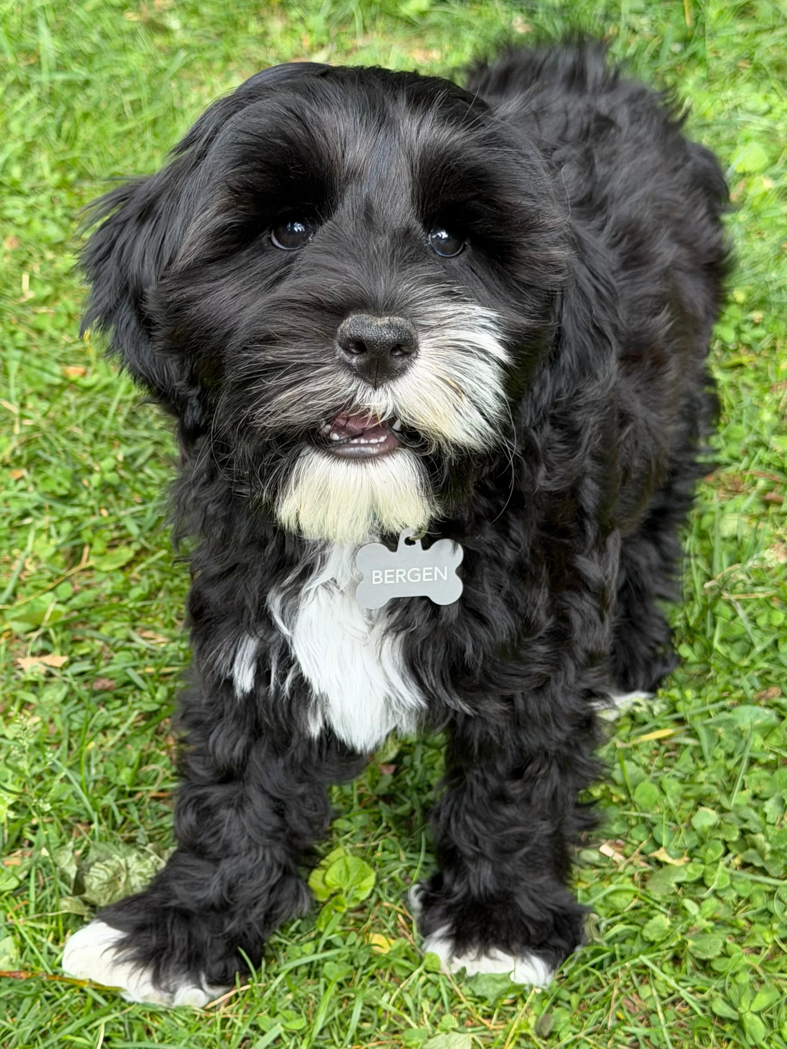 Bergen&rsquo;s smile will always make ME smile! 😄 NJ families: if you live near us, you could welcome this smiley boy into YOUR home 🏡 by applying to be part of our Guardian Program here: https://www.sunnyheartdoodles.com/guardian-homes ☀️❤️ #sunny