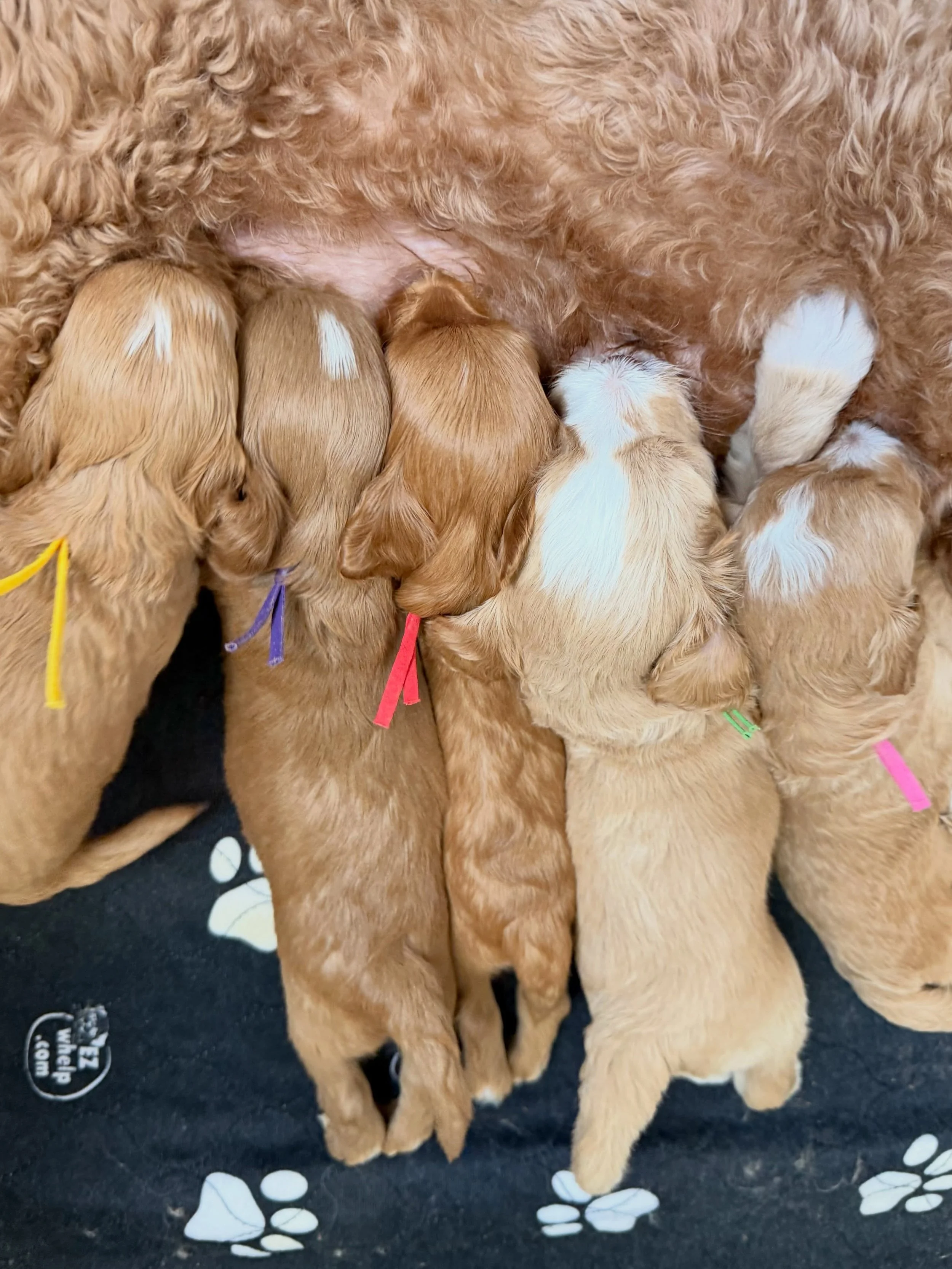 Story&rsquo;s family came to visit!! Story was so happy to see them and show off her babies. 🥰 The 🪻💚 #SHDFloweredinLove pups enjoyed LOTS of cuddles and then PASSED OUT. 💤 By the end of the visit, they couldn&rsquo;t keep their eyes open. At thi