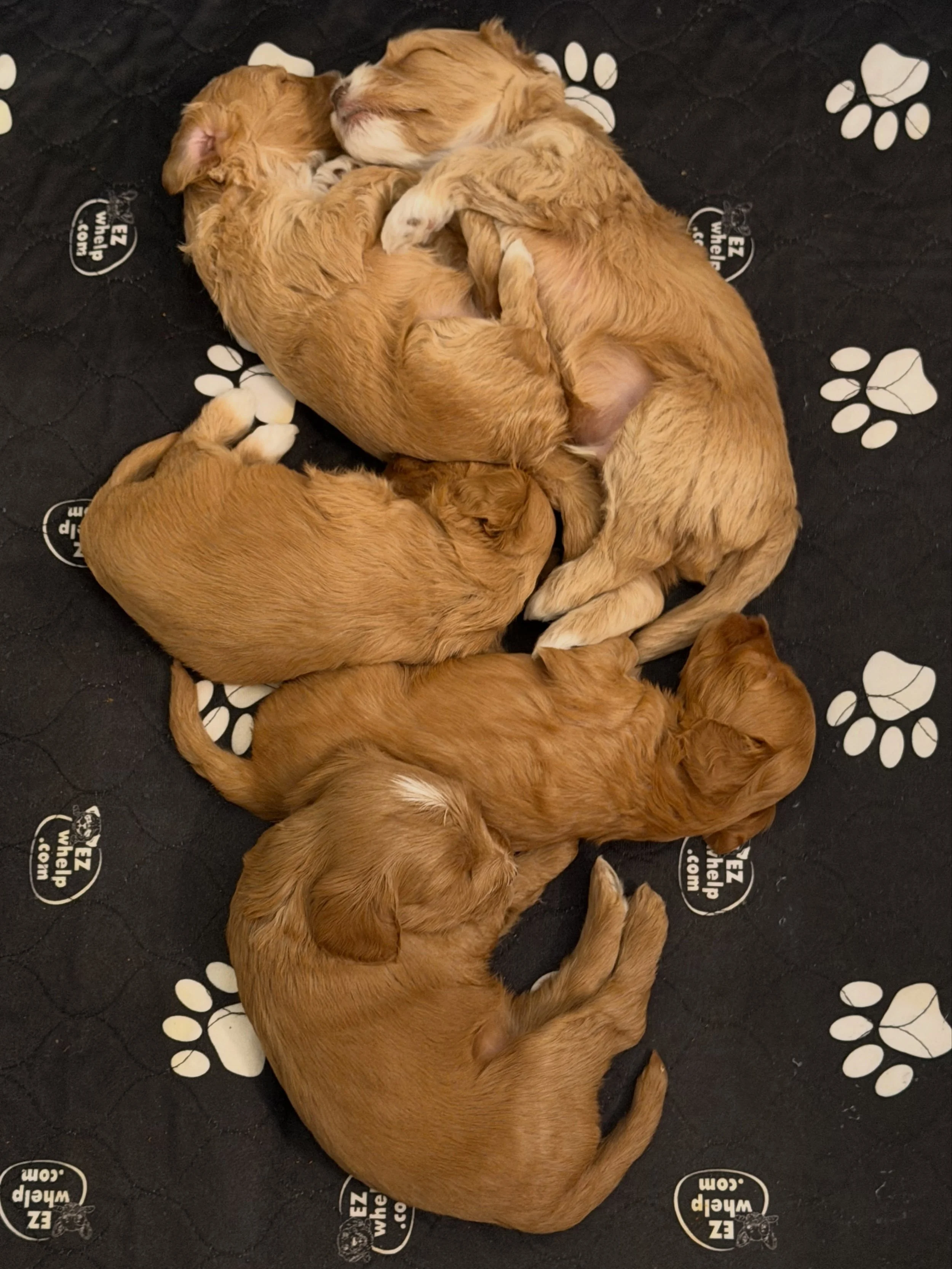 Around this time in litter development, I begin to get sad that the puppies are growing up. 🥹 Then I get a look at them in a sweet cuddle huddle and remember that they&rsquo;re still babies. 😅 Reserve your precious 🪻💚 #SHDFloweredinLove bundle he