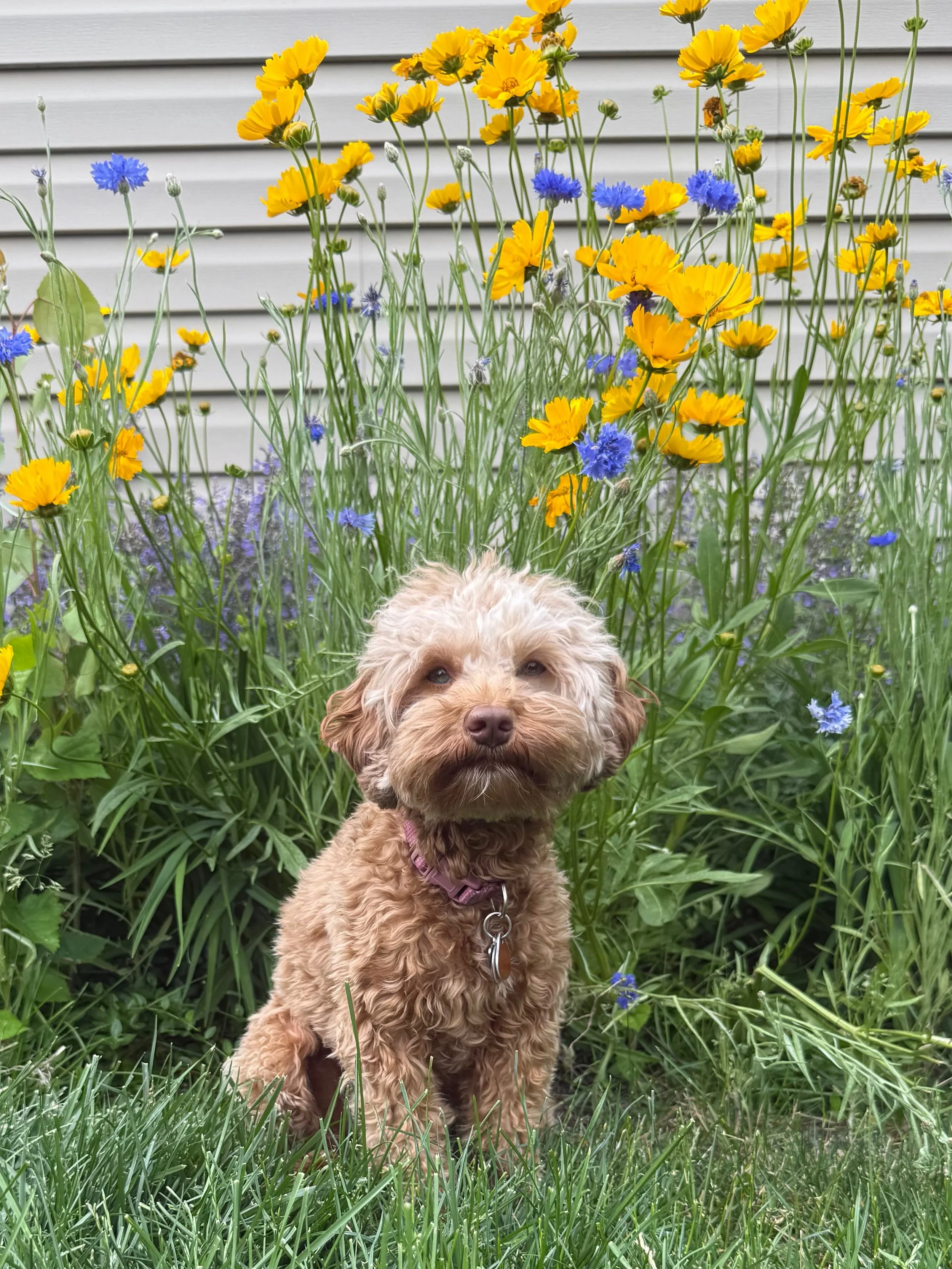 Look at our sweet Sedona Reese! 😍 She&rsquo;s sitting among the flowers 🌹🌼🌺 thinking about her half sister Story&rsquo;s 🪻💚 FLOWERED in Love babies&hellip;and wondering 💭 when her own heat cycle is going to start! ☀️❤️ #sunnyheartdoodles #shds