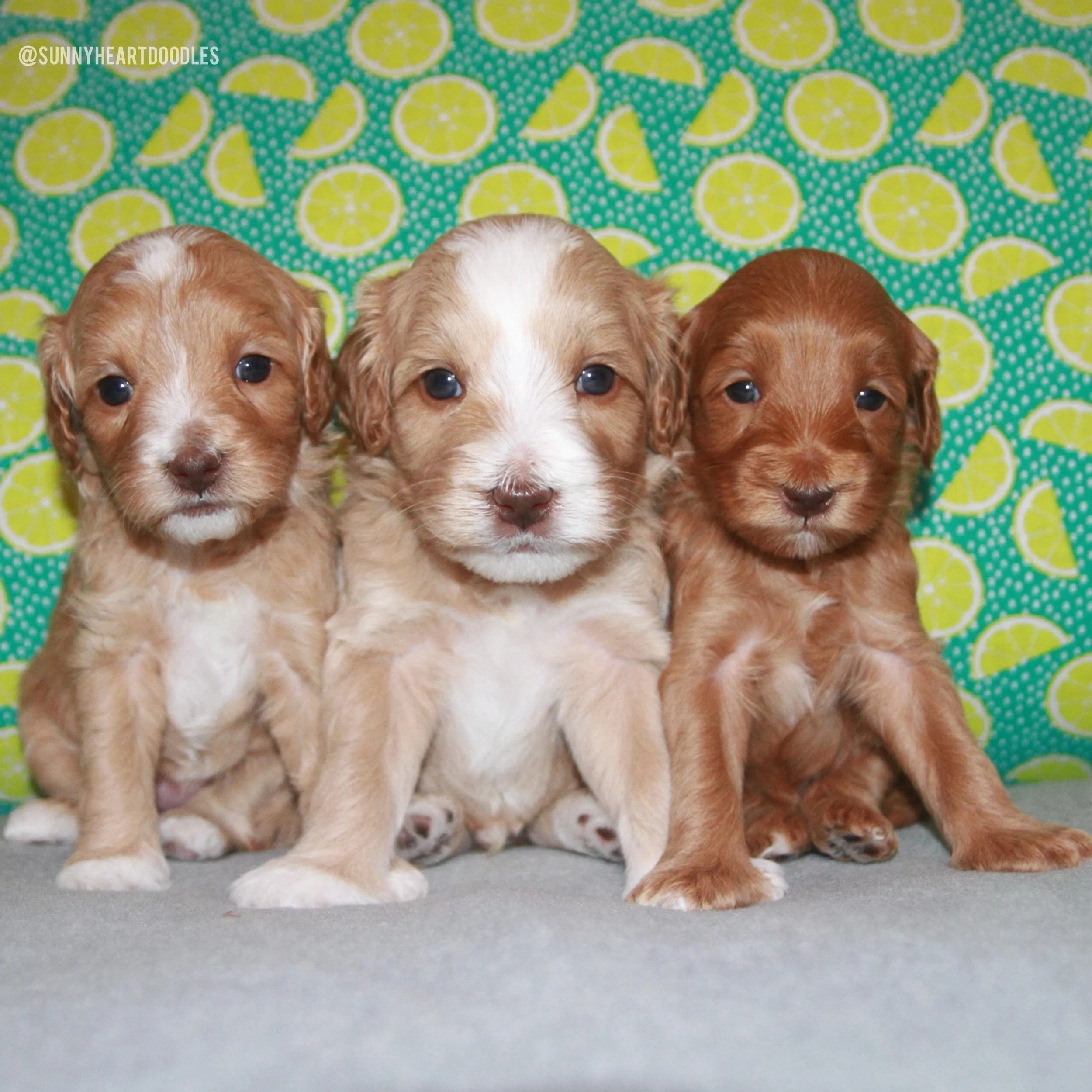 These 4 week old 🪻💚 #SHDFloweredinLove buds are blossoming by the day! 🥹 They&rsquo;re eating all their meals like champs. They had their 4 week worming protocol. They&rsquo;re enjoying their daily novel exposure items. I have availability on this