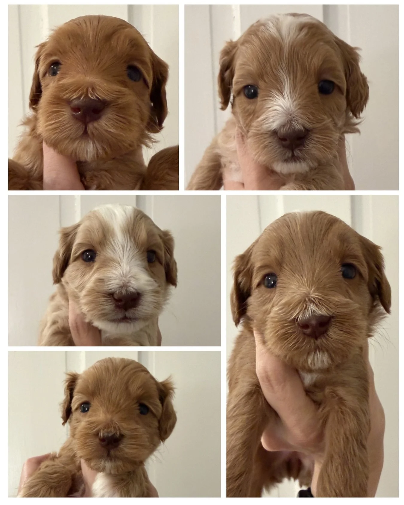 🐾💕 4 Weeks Old &amp; Stealing Hearts! 💕🐾

Our adorable 🪻💚 #SHDFloweredinLove litter of mini Australian Labradoodle puppies is officially 4 weeks old, and their sweet personalities are blossoming more every day!

These precious little ones are:
