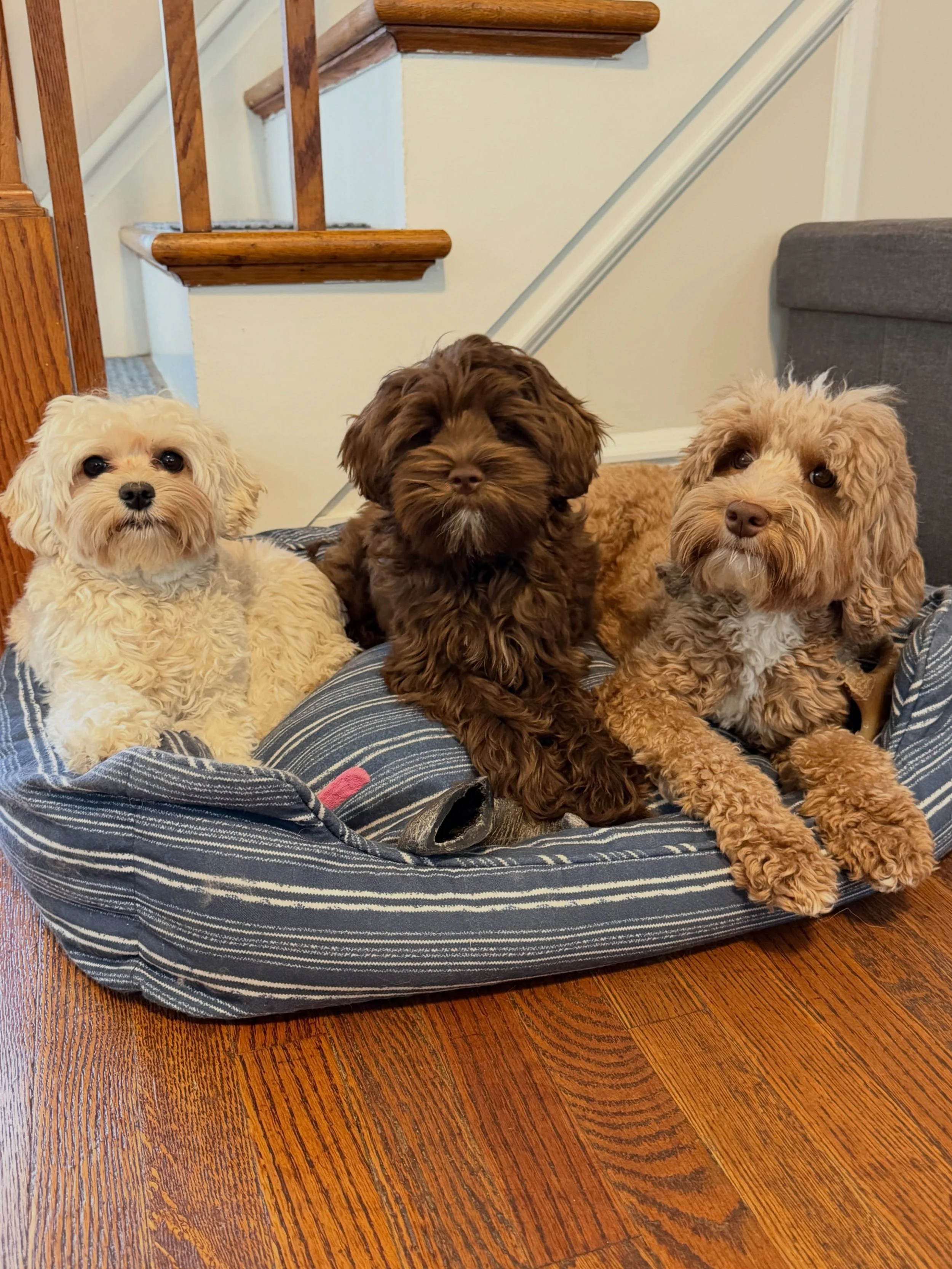 When mamas are in the process of weaning their pups, they spend most of their day hanging out with everyone else. They fully integrate into the &ldquo;sorority.&rdquo; I find Story hanging out with Navy, Avalon and Campbell the most! This mama has no