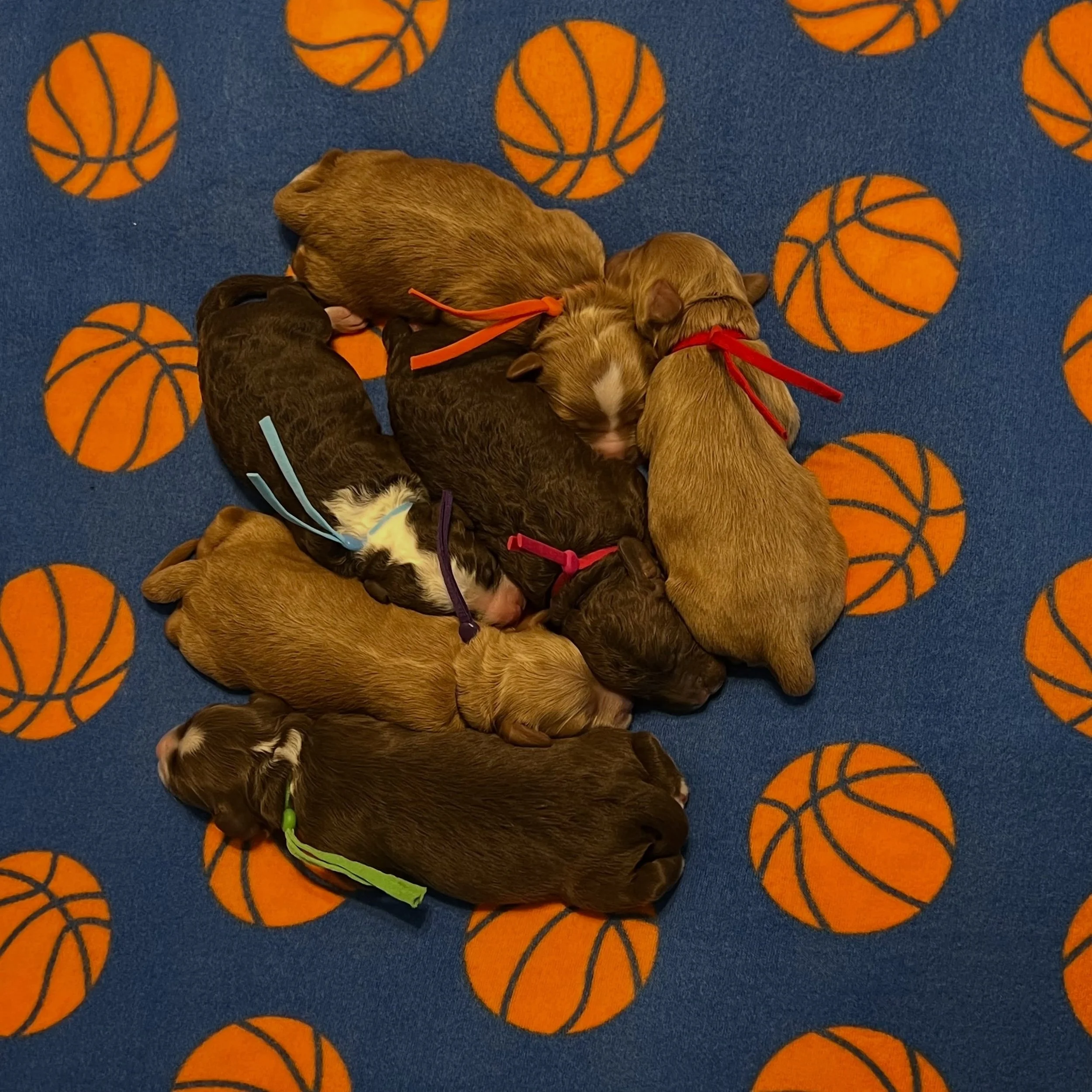 Deenie&rsquo;s dad has been waiting a loooong time for this and we&rsquo;re finally here! The New York Knicks are in the NBA Finals! 💙🧡 I&rsquo;m sure our 🏀💙 #SHDHoopfortheBest babies are wishing their Grandpa David and Grandma Erica all the best