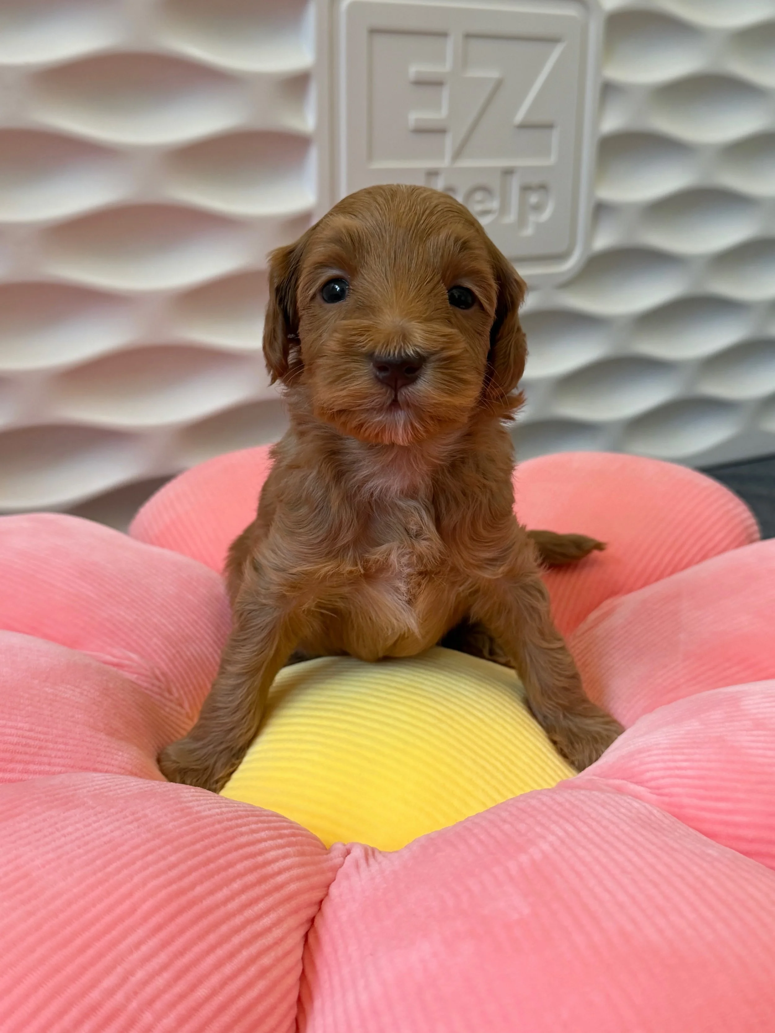 Story&rsquo;s first little flower bud is Rose. 🌹 I&rsquo;ve been affectionately calling her Rose Bud because she&rsquo;s blooming into the sweetest, most loving little girl. 💕 To reserve your own precious 🪻💚 #SHDFloweredinLove puppy, visit their 