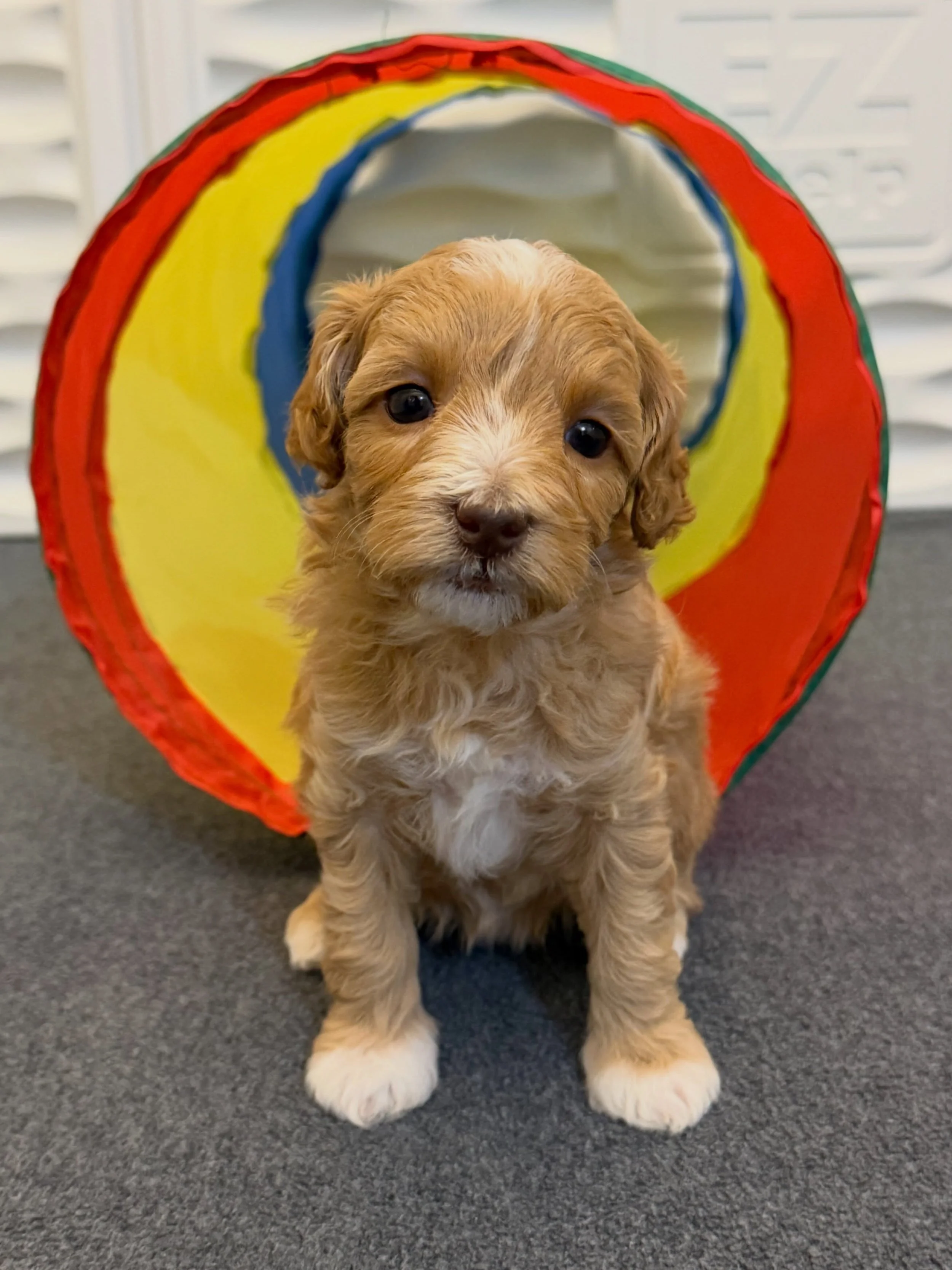 The second blossoming baby in our darling 🪻💚 
#SHDFloweredinLove litter is Lotus. 🪷 Little Loey&rsquo;s sweetness levels are off the charts! To reserve your spot for one of Story and Gavin&rsquo;s puppies, visit their litter page here: https://www