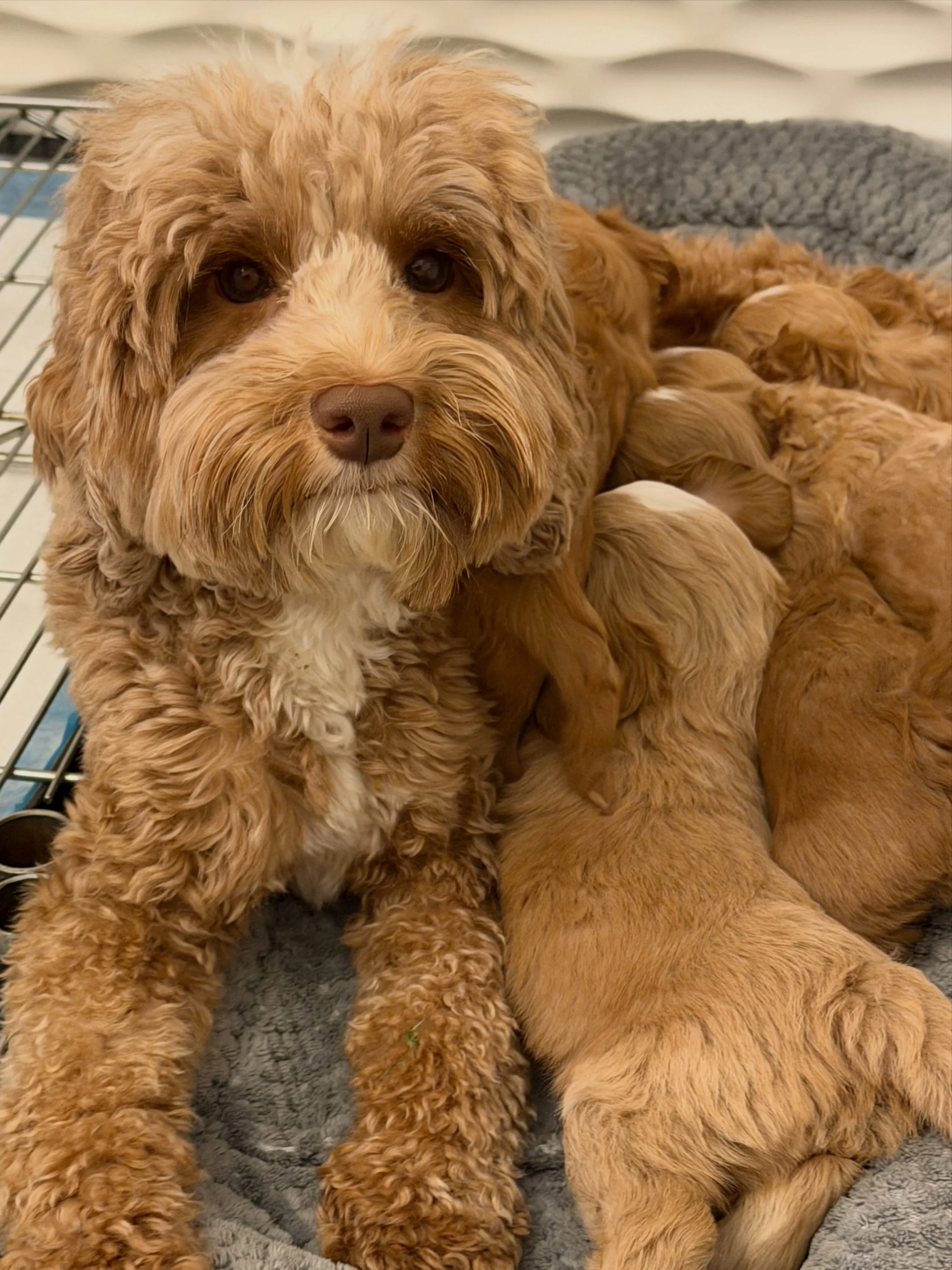Story is well into weaning her amazing 🪻💚 #SHDFloweredinLove babies but there&rsquo;s still nowhere else she&rsquo;d rather be than with them! 🥰 The pups feed for a few minutes but Story stays and cuddles long after they&rsquo;re done. She&rsquo;s
