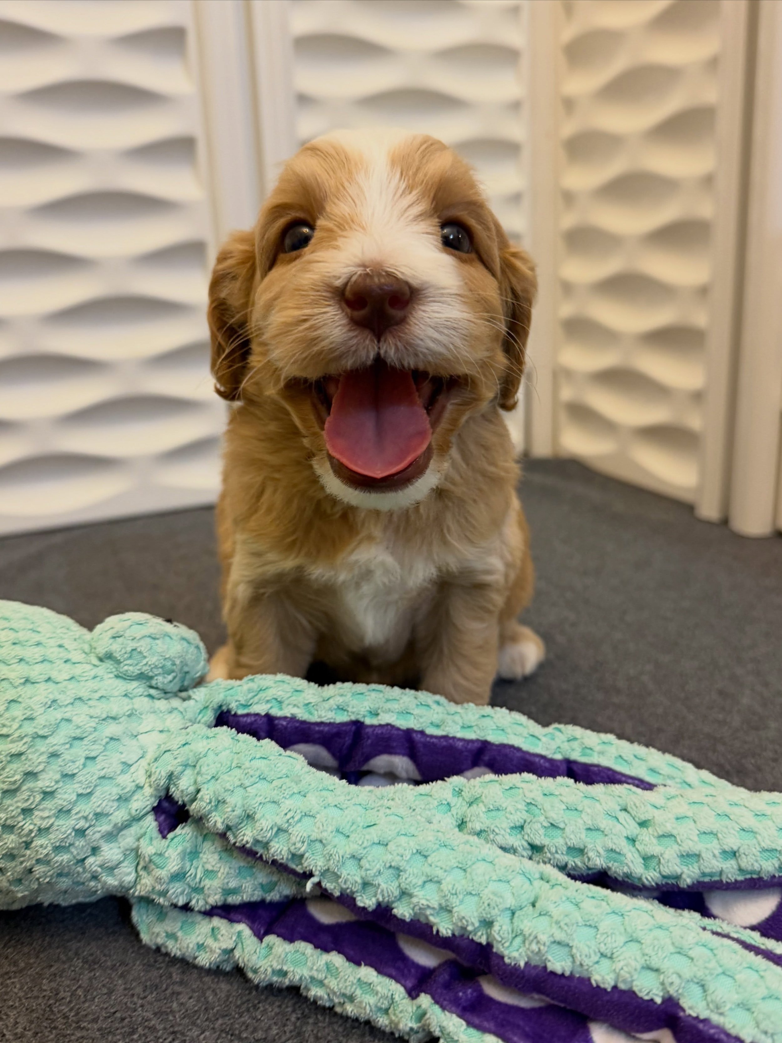 Have you EVER seen such a happy baby boy?? Our third-born🪻💚 #SHDFloweredinLove puppy is Oleander. 😁 Oleander is all smiles all the time, brightening days and warming hearts! To reserve your spot for one of Story and Gavin&rsquo;s puppies, visit th