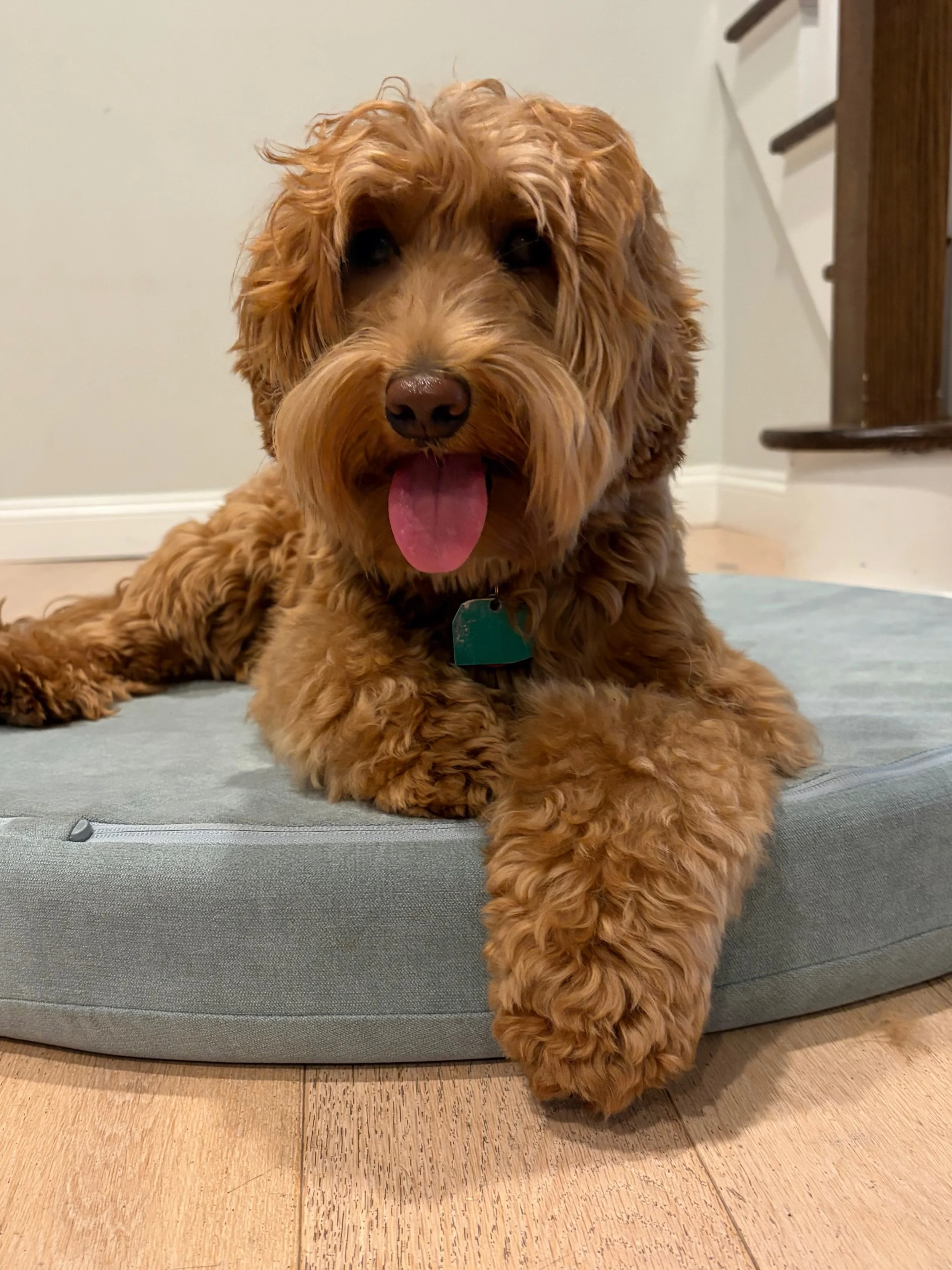 Look at our glowing redhead mama-to-be! 🤰 Rowyn has her pre-whelp grooming in a few days. In just over a week, she&rsquo;ll be having her puppy count X-ray and getting settled in here to have her babies. Her family is eagerly awaiting being able to 