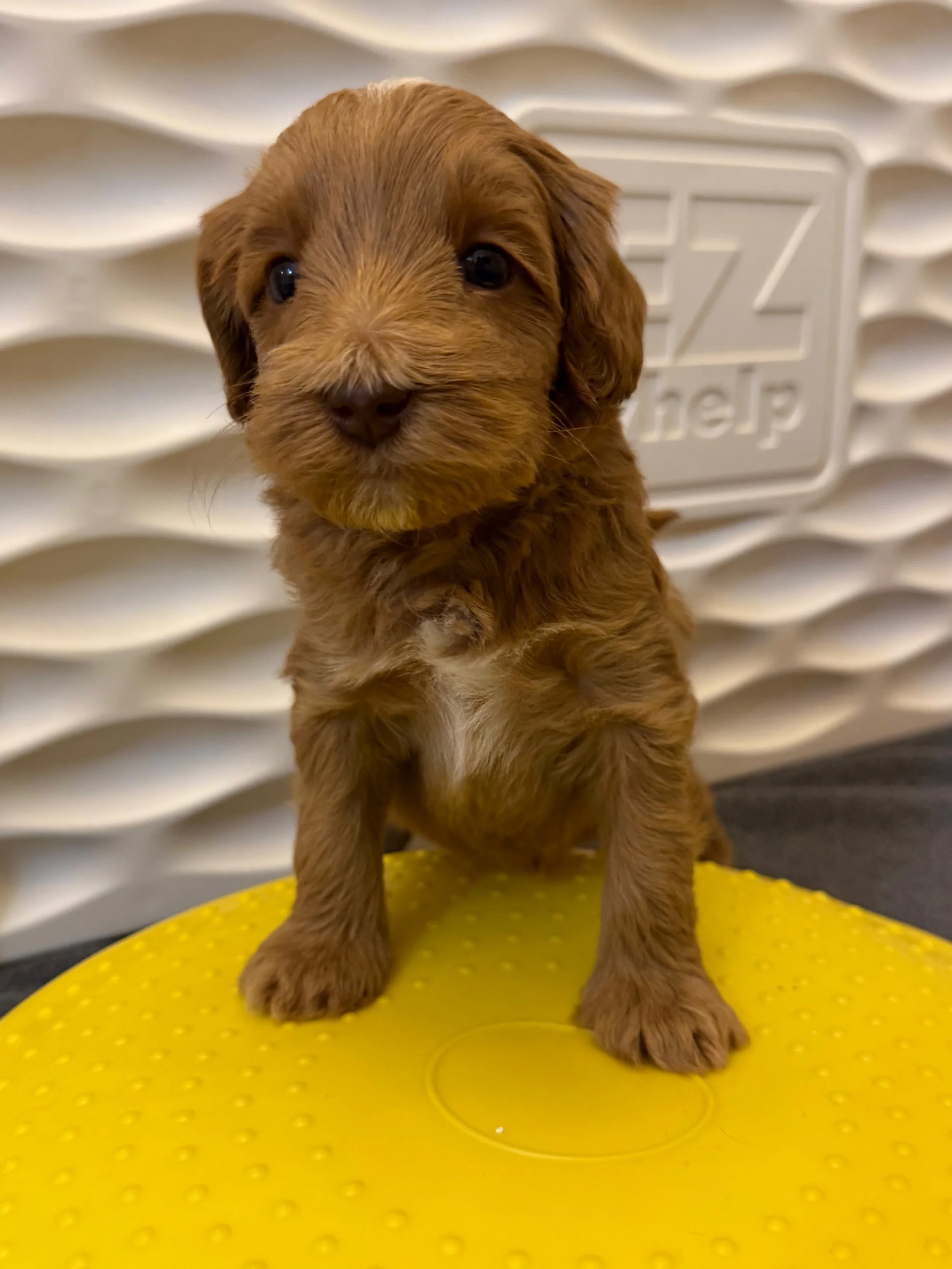 Story and Gavin&rsquo;s fourth blossoming babe is beautiful Lilac. This🪻💚 #SHDFloweredinLove puppy is sweet, fun, and blooming right into our hearts! 🥰 To reserve your spot for one of our Flowered in Love puppies, visit their litter page here: htt