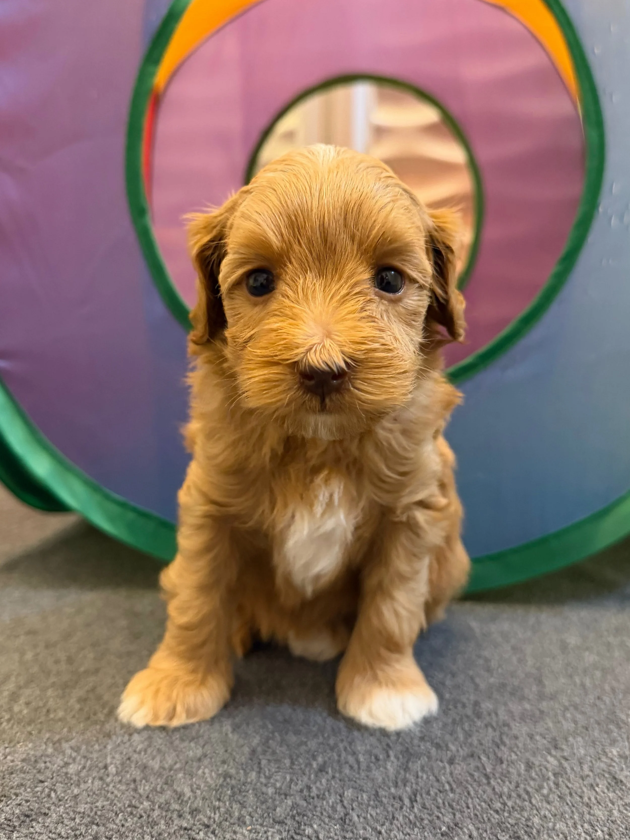 Story&rsquo;s fifth and final baby bop in her🪻💚 #SHDFloweredinLove litter is darling Poppy! This precious bud spreads joy wherever she&rsquo;s planted. 🥰 To reserve your own Flowered in Love pup, visit their litter page here: https://www.sunnyhear