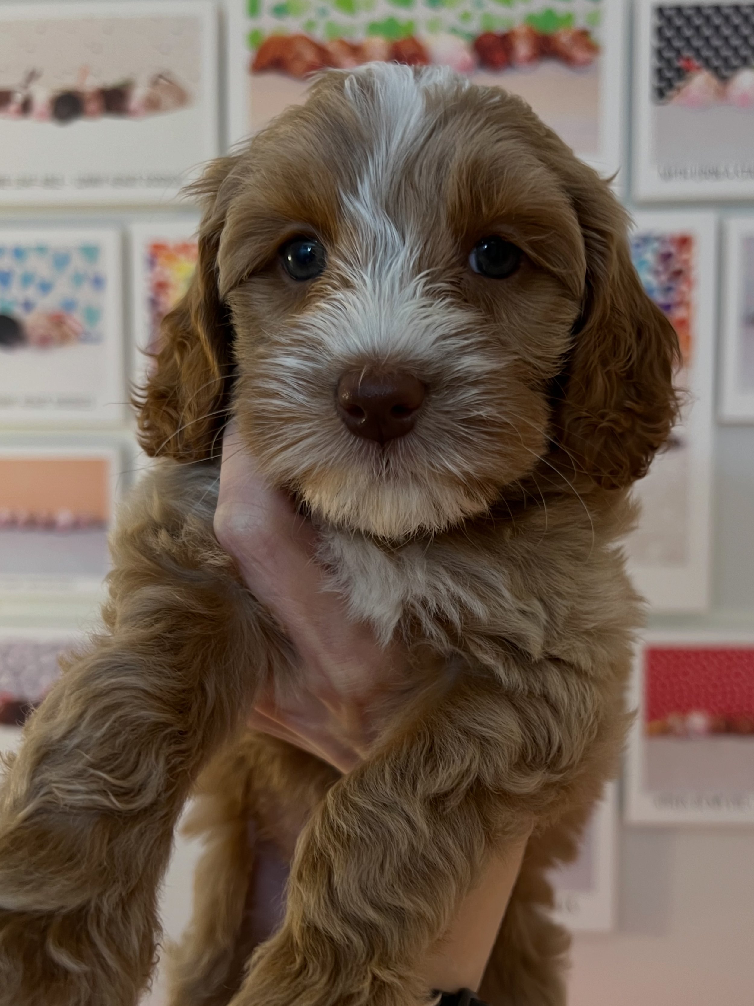 In honor of Story&rsquo;s mom&rsquo;s birthday 🎂 today and Story&rsquo;s upcoming litter 🤰 that will be here before we know it, here&rsquo;s a too-cute-for-words baby photo of our beautiful Story Lark! Story&rsquo;s puppies will be ready to go home