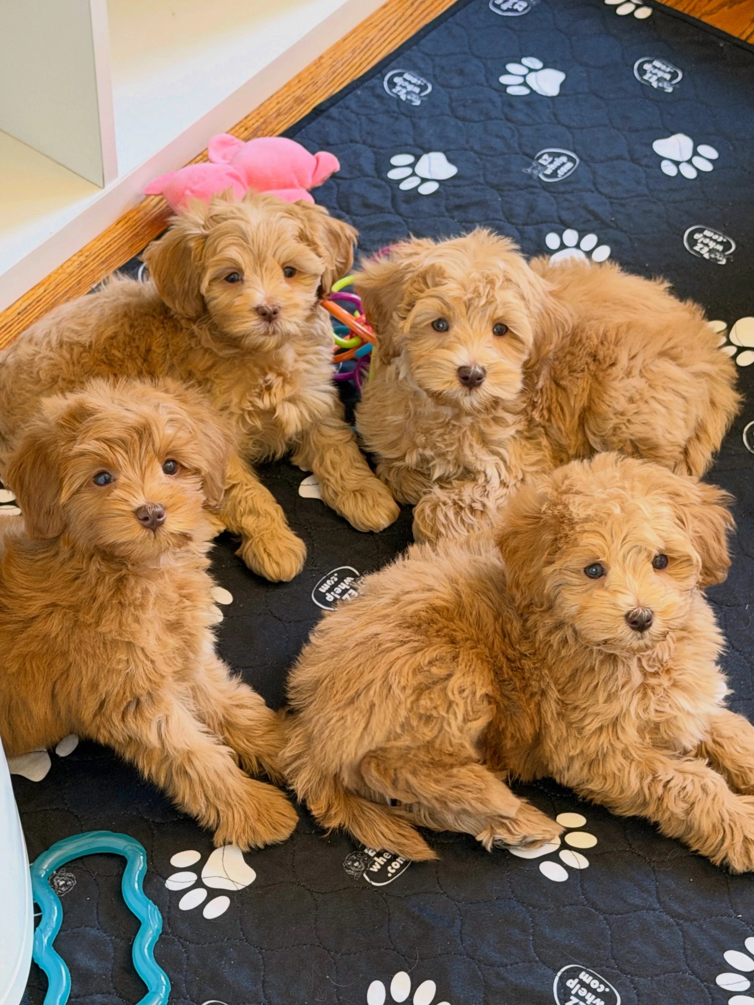 Read until the end because I need to know who&rsquo;s in my army. 🤣😳

Perfection! 💯 The 🏞️💛 #SHDNationalBarks litter was one of my easiest, if not THE easiest, litters to raise. My heart was giddy with joy every time I greeted their happy little