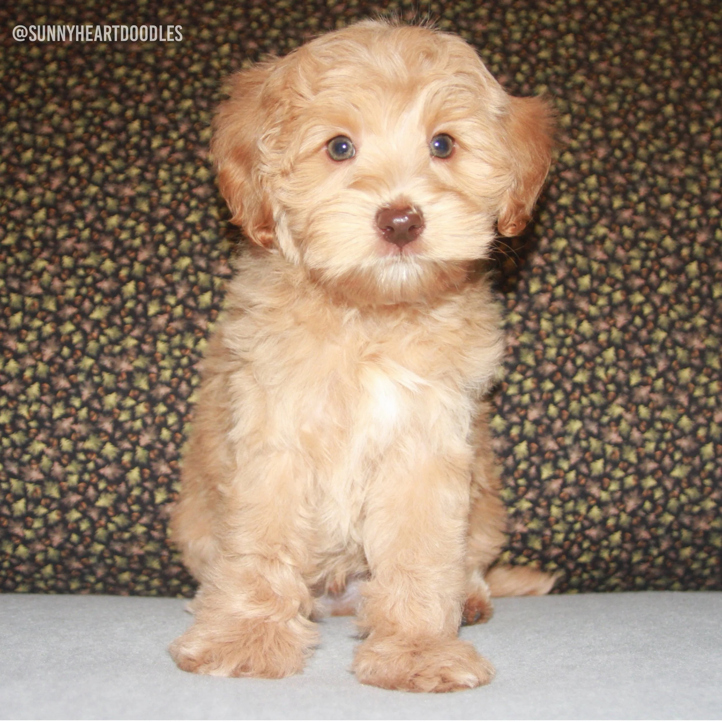 Our 8 week old 🏞️💛 #SHDNationalBarks babies are all off to their forever homes! 🥹 I feel like a 5th limb is missing. It&rsquo;s a very odd feeling to just have these baby bops&hellip;not here! I&rsquo;ve already gone to take a peek at them in the 