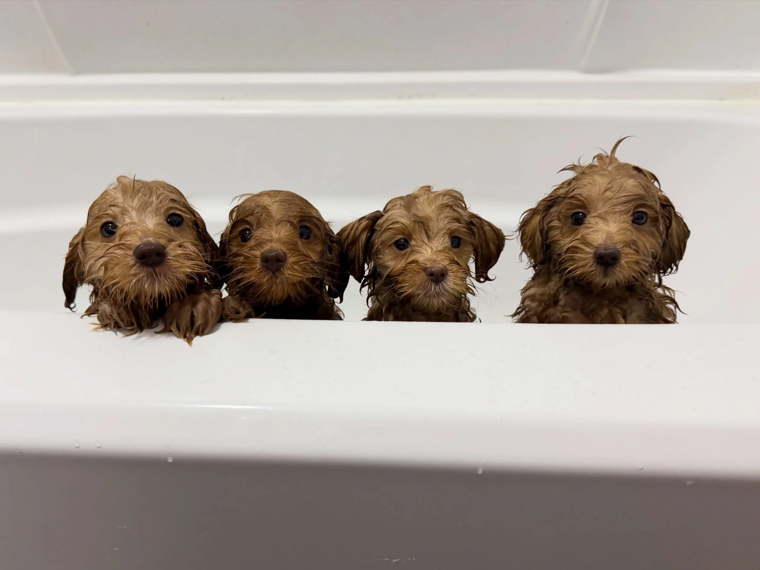 Rub-a-dub-dub, our 🏞️💛 #SHDNationalBarks babies are in the tub! 🛁 On their last night here before going home to their forever families, the pups had a group bath. They&rsquo;re all squeaky clean 🧼🫧 now! ☀️❤️ #sunnyheartdoodles