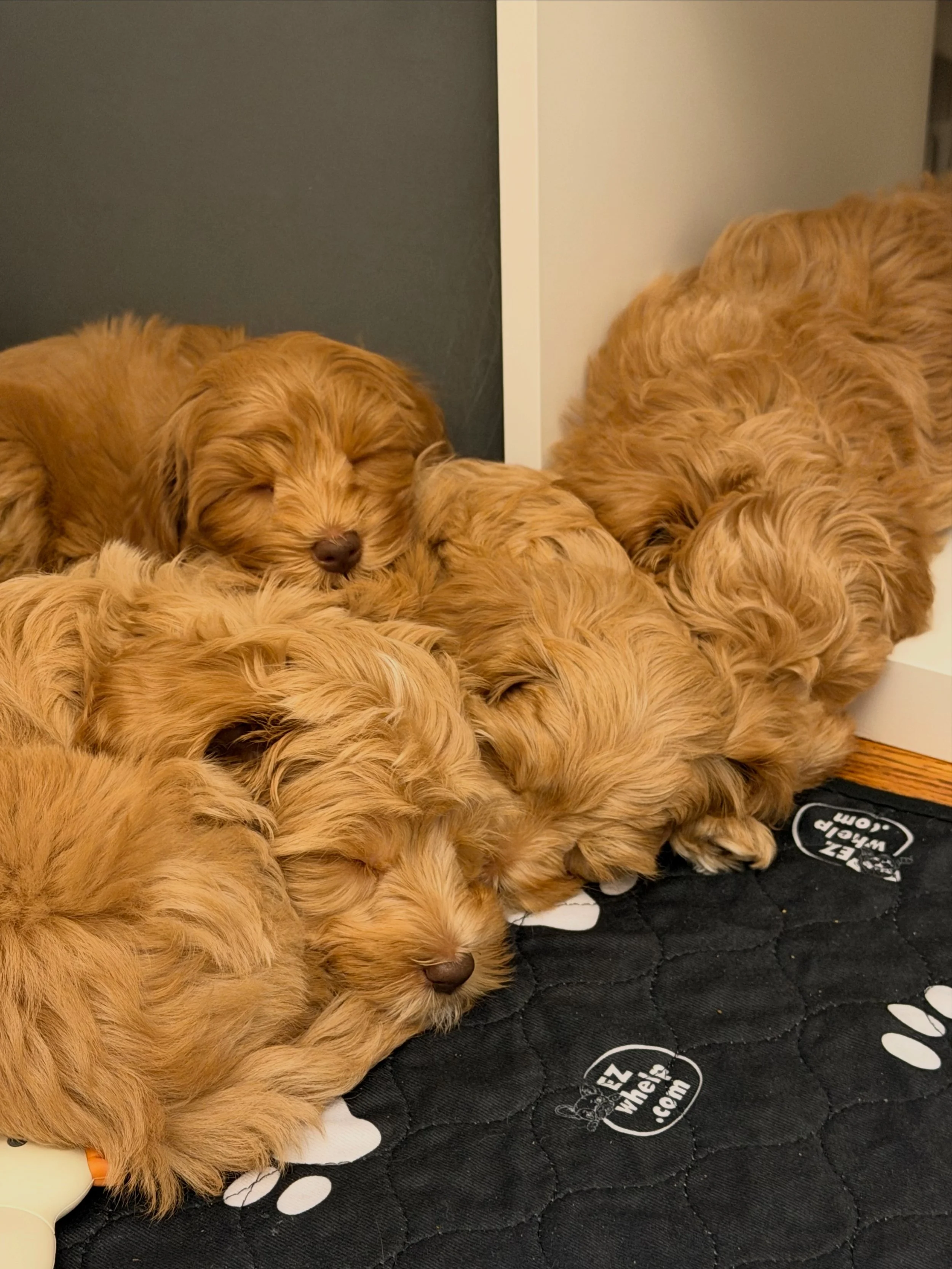 Welp, it looks like the 🏞️💛 #SHDNationalBarks families are going to need to move into my house tomorrow because I can&rsquo;t break up this cuddle huddle! Start packing 🧳 your bags! ☀️❤️ #sunnyheartdoodles