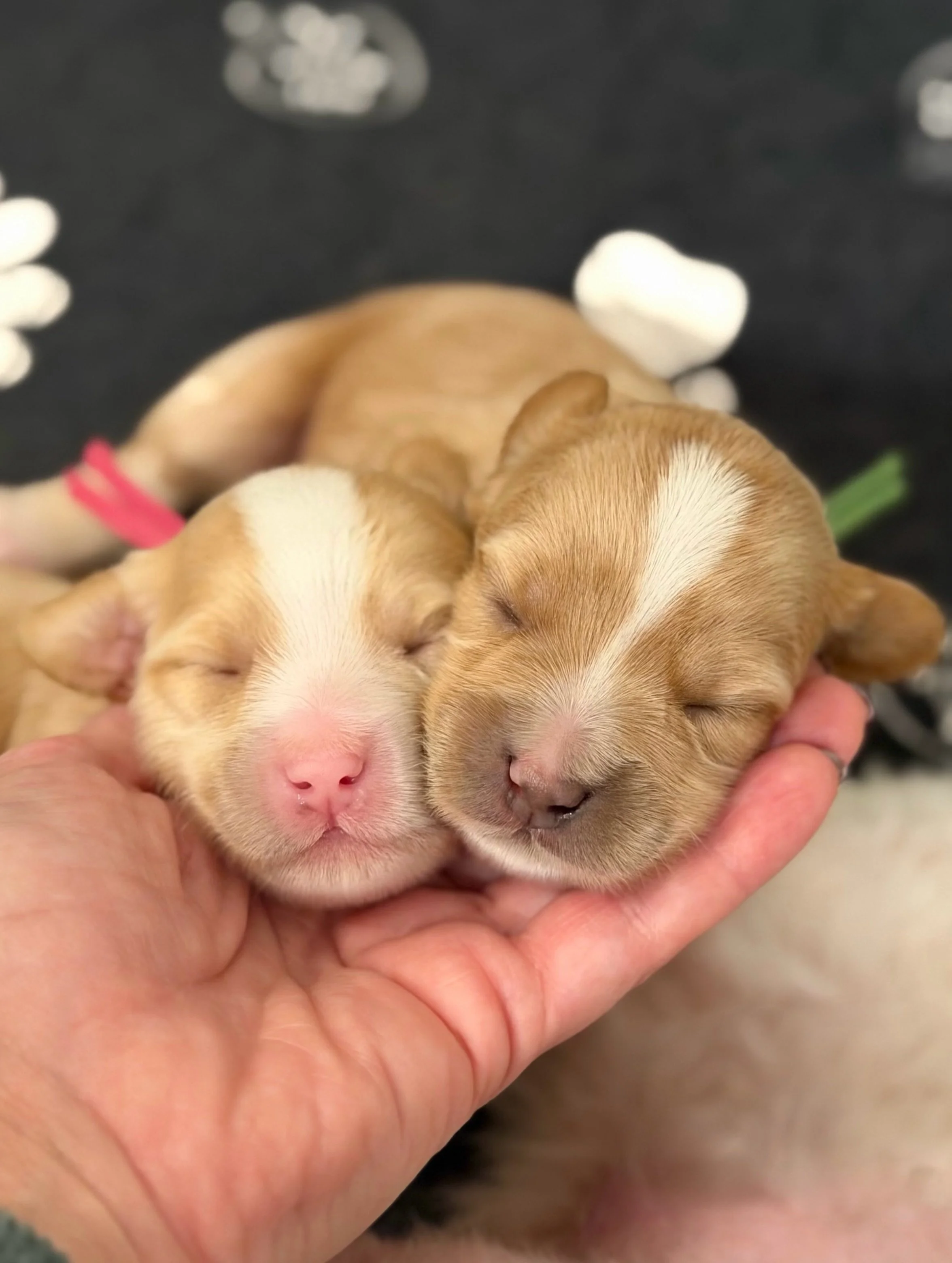 the very best handful! {📸 featuring our 🥔🧡 #SHDBestSpuds litter} ☀️❤️ #sunnyheartdoodles