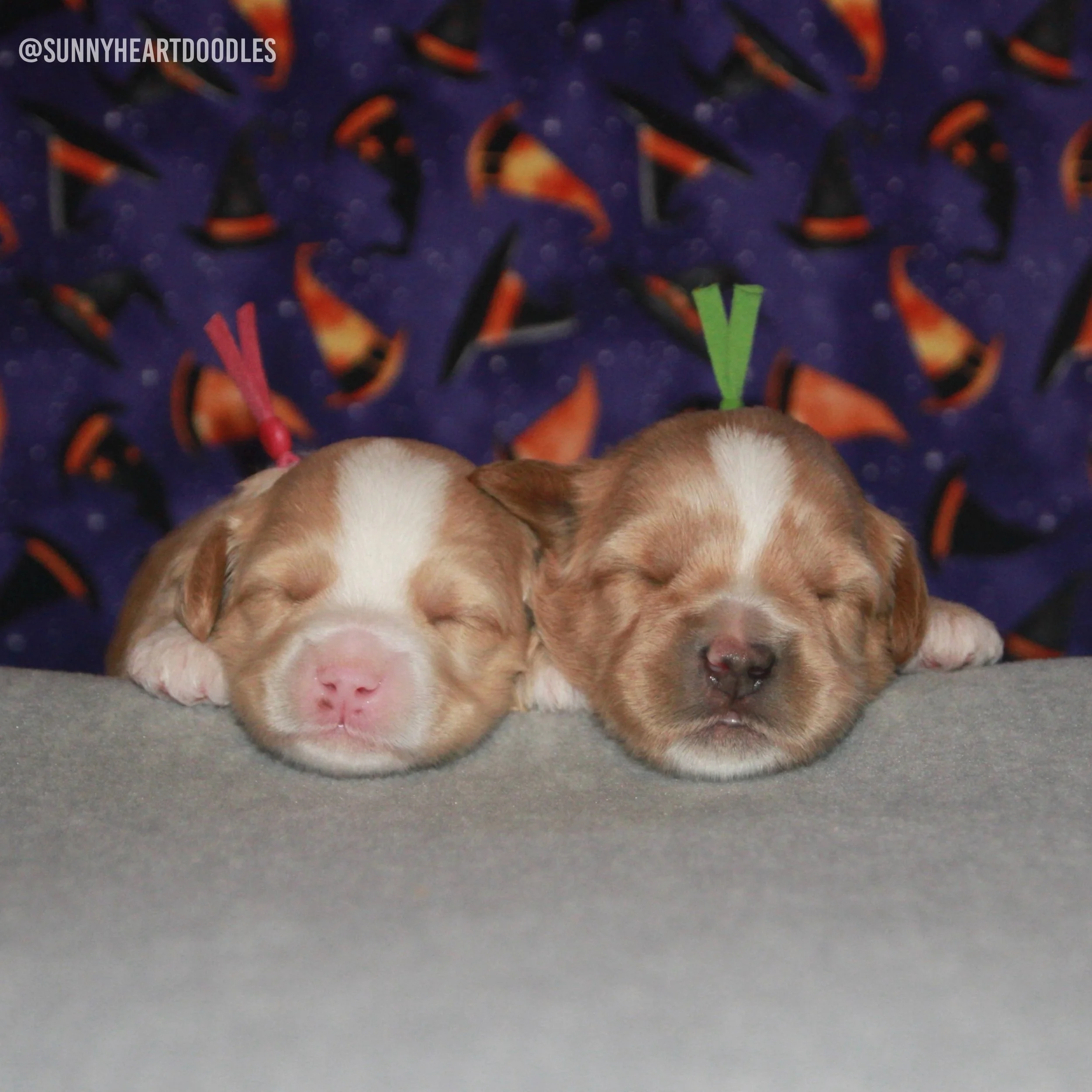 No tricks here!!&hellip;just these 2 little treats! 🎃 Our 2-week-old 🥔🧡 #SHDBestSpuds litter is thriving in every way! They have 2 days left of ENS exercises. After that, we&rsquo;ll be focusing more on our daily 10-step handling exercises. These 