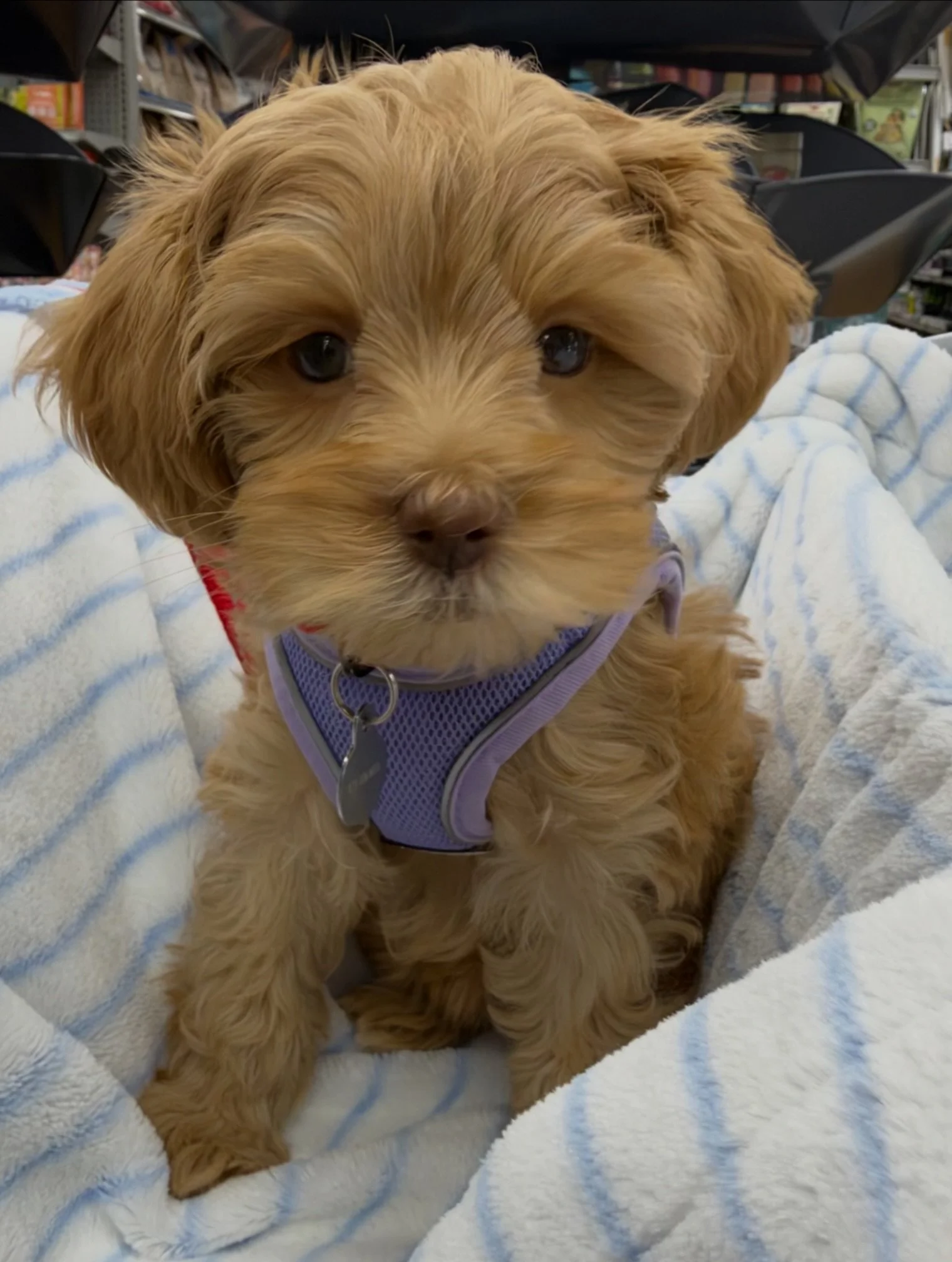 Socialization mode is ACTIVATED for Acadia (whose new name is Hazel) from our National Barks litter. She&rsquo;s already gone on a shopping spree 🛒🛍️🧣 for some winter apparel! Her mom says that Hazel was a star on the outing and she&rsquo;s been a