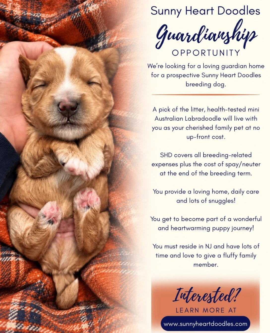 Sunny Heart Doodles, a NJ breeder of adorable and affectionate mini Australian Labradoodle puppies, is excited to announce a possible guardianship opportunity for precious Yam from our 🥔🧡 Best Spuds litter. We&rsquo;ve already done some DNA testing