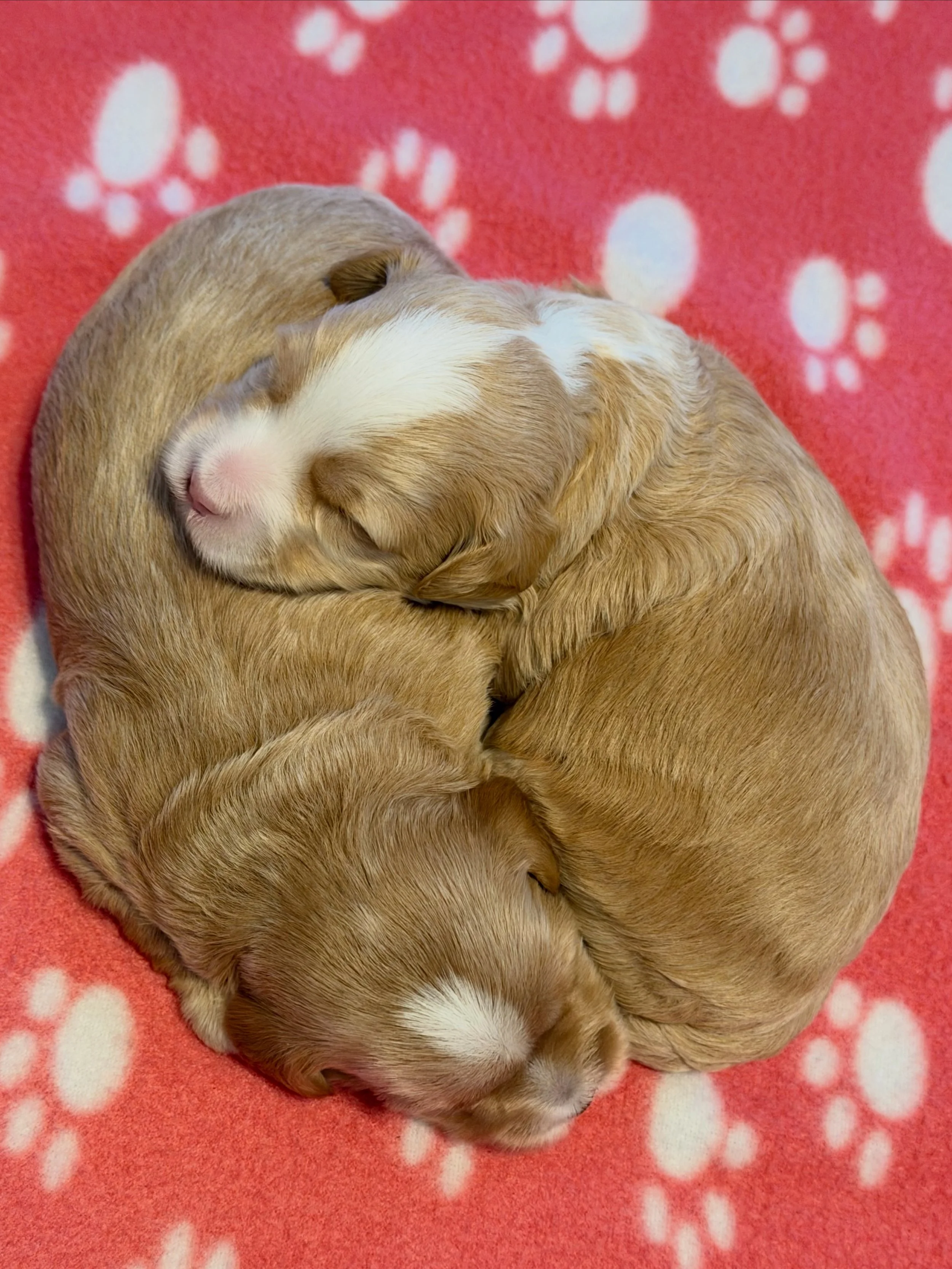 If there were ever a litter of puppies to be named after 🥔 potatoes, it&rsquo;d be these chunk-a-munks! 😍 They come by it honestly! Their grandma on their mom&rsquo;s (Rellie) side is Vippy and just about ALL of Vip&rsquo;s puppies were born hungry