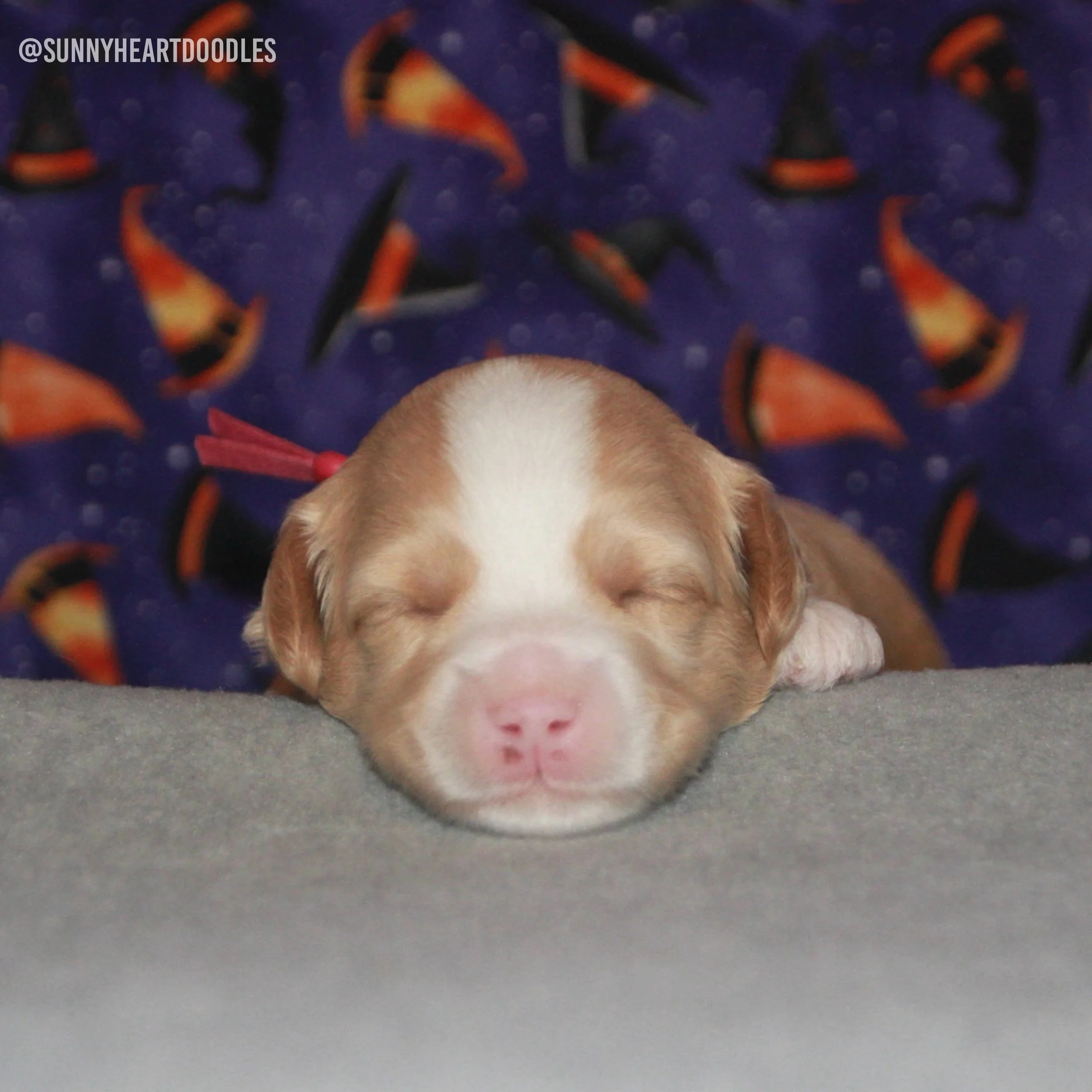 Let&rsquo;s do a 2-week review for our adorable 🥔🧡 #SHDBestSpuds babies. These pups are just about finished with their ENS activities. Today, day 16, is their final day! Tater&rsquo;s eyes are open and we&rsquo;re now waiting on Yam&rsquo;s to open