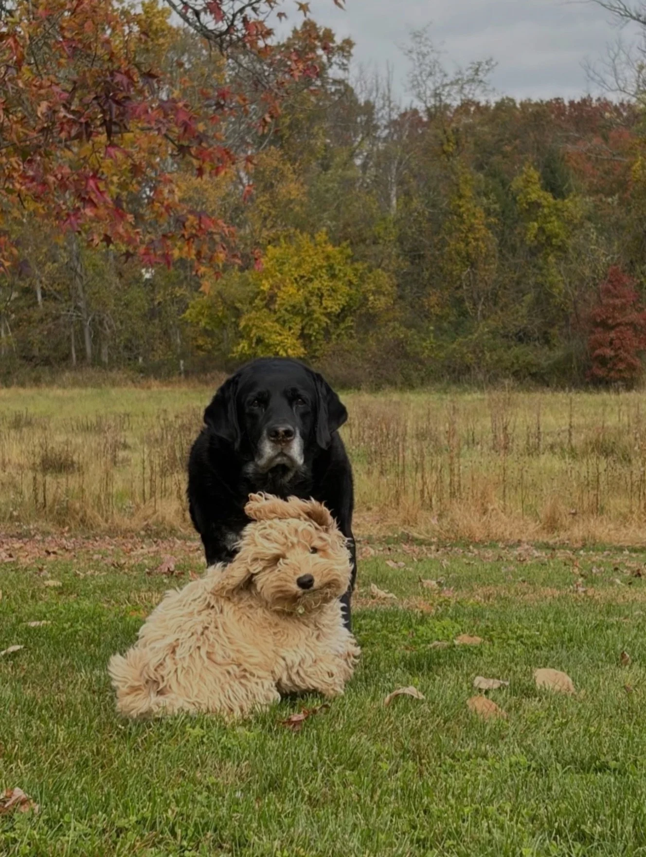 Austie (Tide from our Beachy Keen litter) understood the assignment: let his personality shine in this 🍂🧡 fall photo op. Big bro Russ understood his assignment: supervise the puppy shenanigans. 🤣 These two besties soaked up a beautiful fall day! ☀