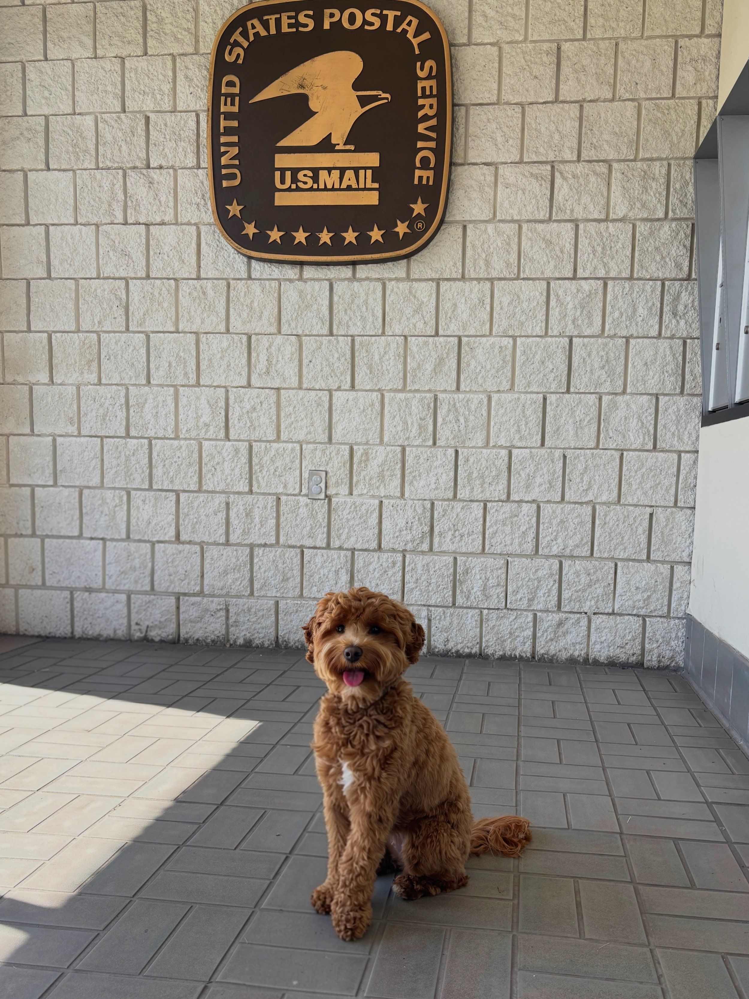 Socialization doesn&rsquo;t end when puppyhood does! ❤️

Raising a happy, confident, well-adjusted, non-reactive dog is a lifelong commitment, and continued socialization is an important part of that journey. Exposing our dogs to new people, places, 