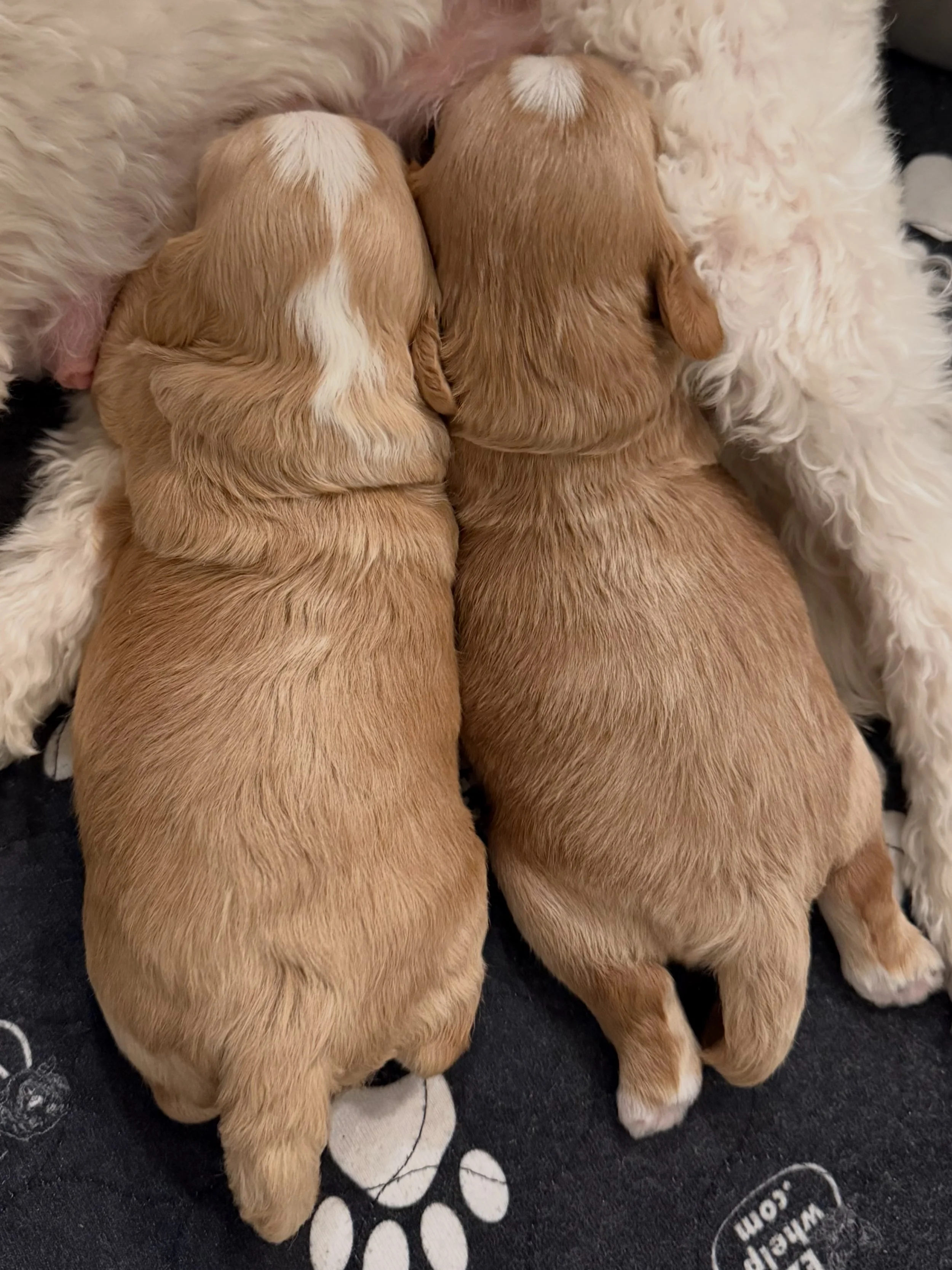 Picture perfect potatoes! 📸💯🥔 {📸 featuring our 🥔🧡 #SHDBestSpuds litter} ☀️❤️ #sunnyheartdoodles