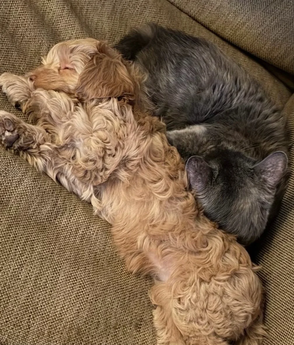 It looks like Hazel (Acadia from our 🏞️💛 National Barks litter} is settling in with her 🐱 kitty siblings just fine! I love to see this! ☀️❤️ #sunnyheartdoodles