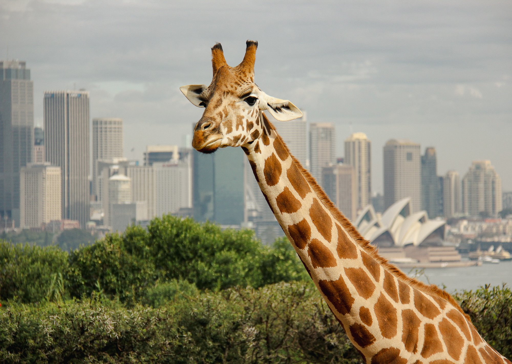 Taronga-Zoo-Taronga-Conservation-Society-Aust-MAYTRIX-Strategy-Catering-and-Supply-Procurement-2.jpg