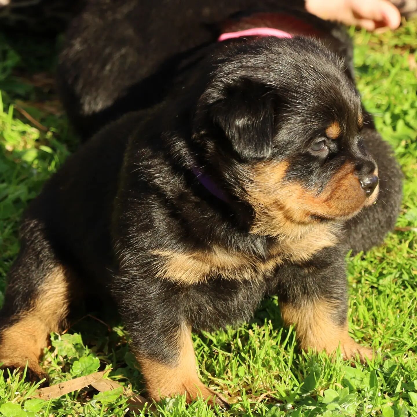 Little 💜 Freya from a few weeks ago