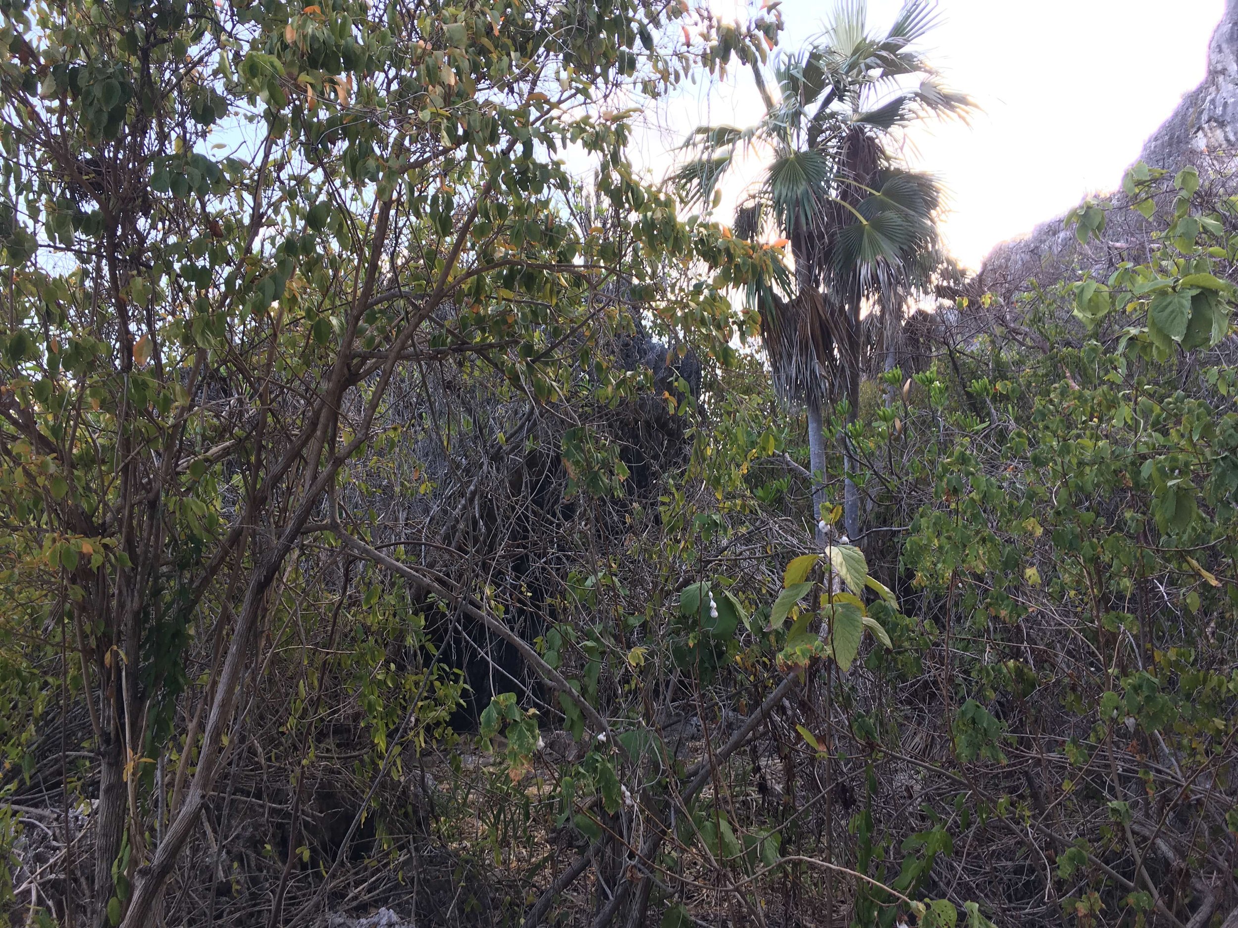 Some of the Plants on Brac