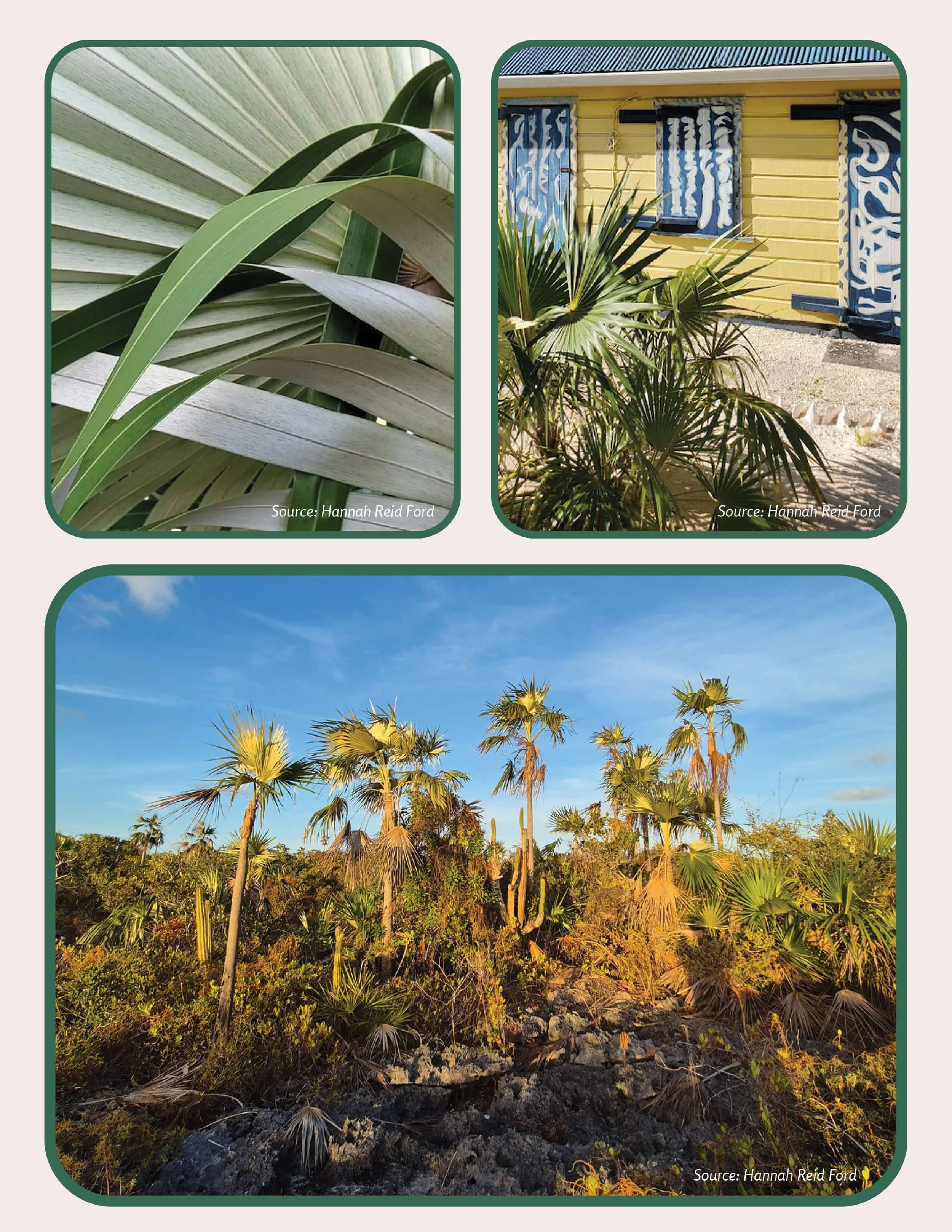 Plant Muses_v1-3.jpg